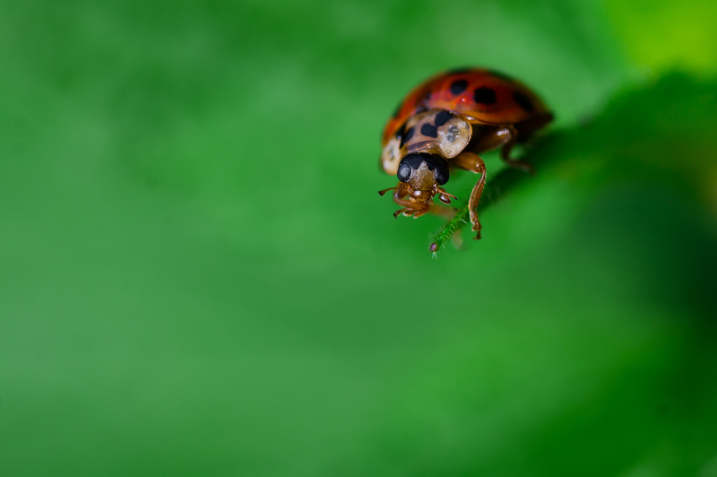 ladybug