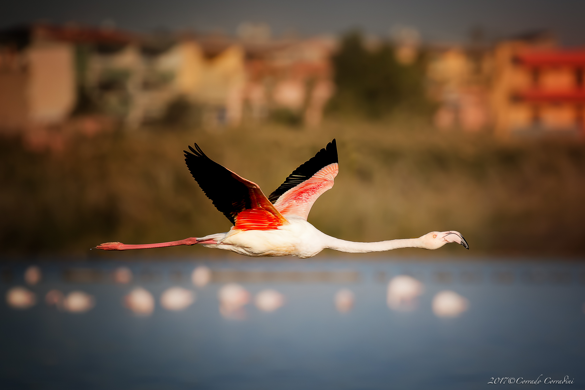 Saltworks of Cagliari
