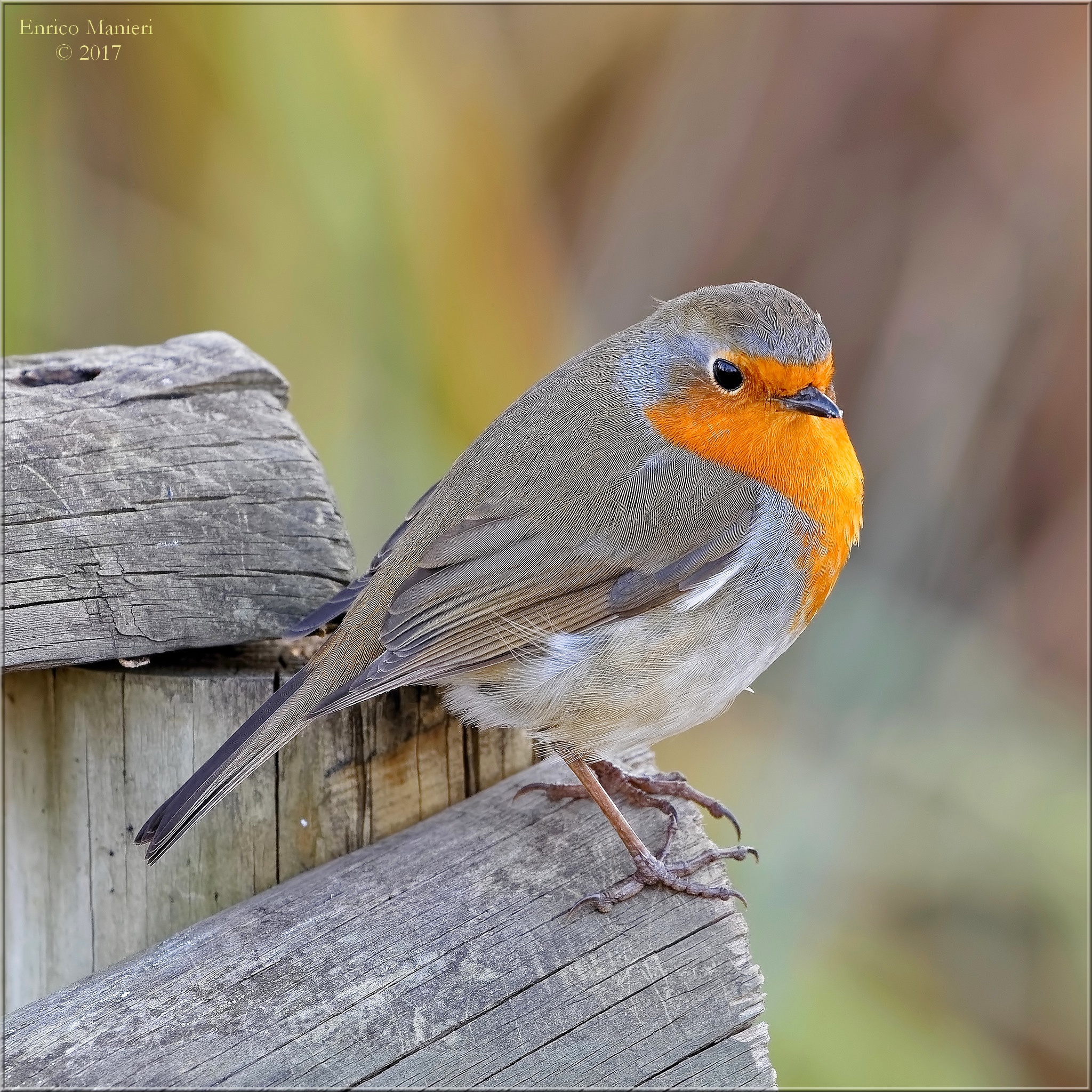 Pettirosso - Erithacus Rubecula