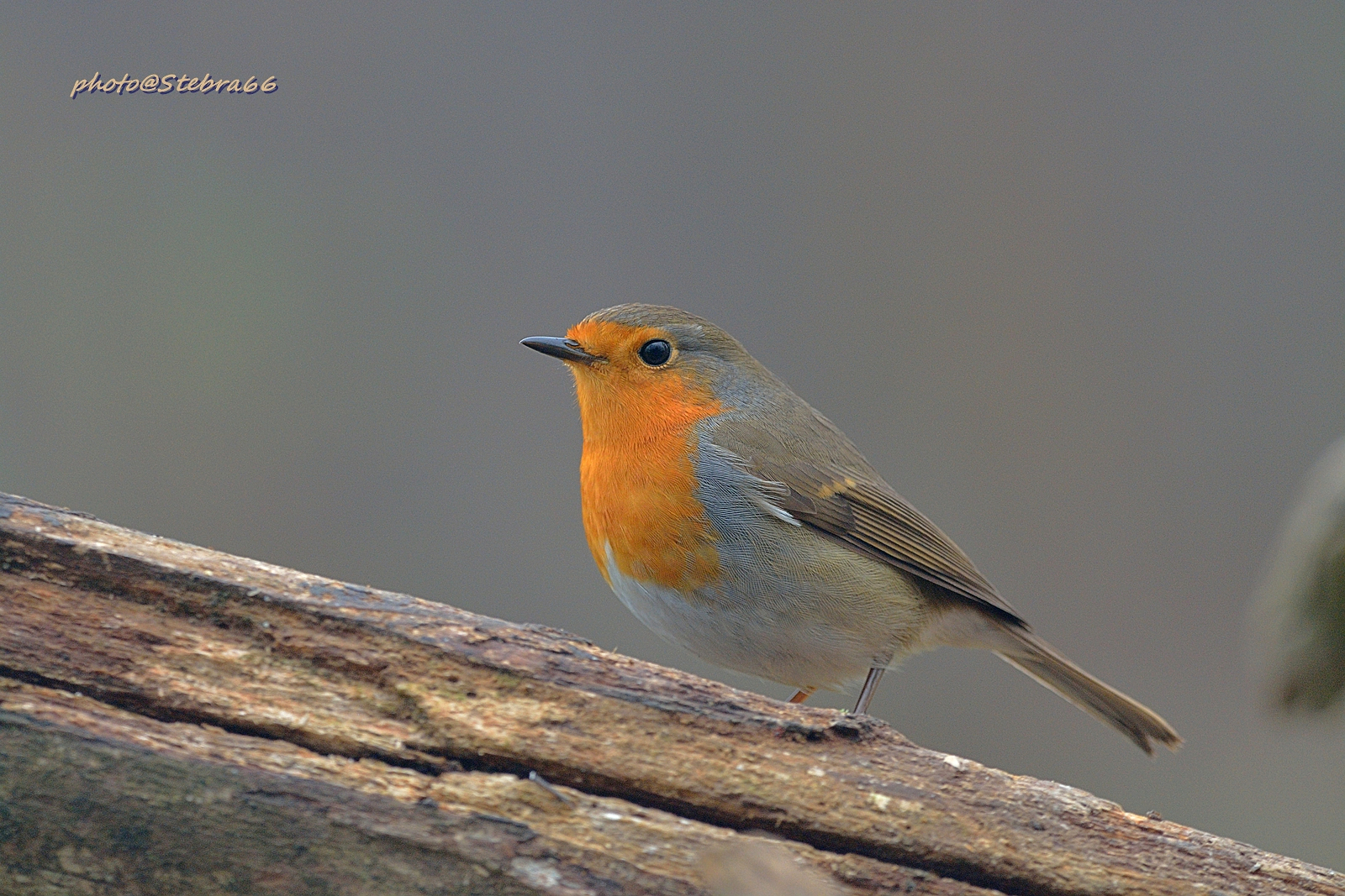 Robin