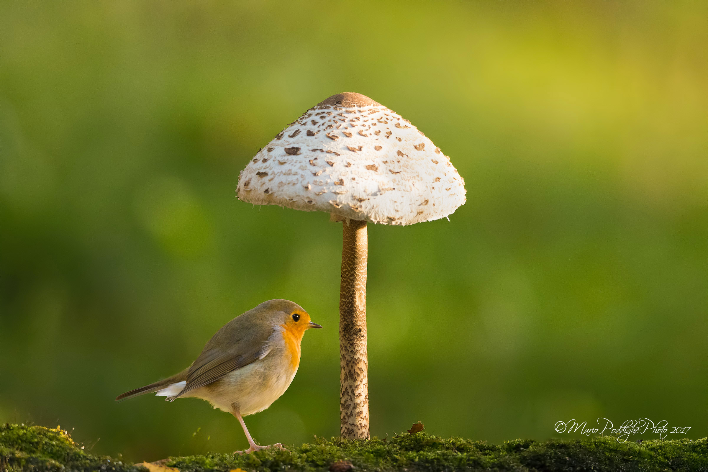 It's raining .... government thief!