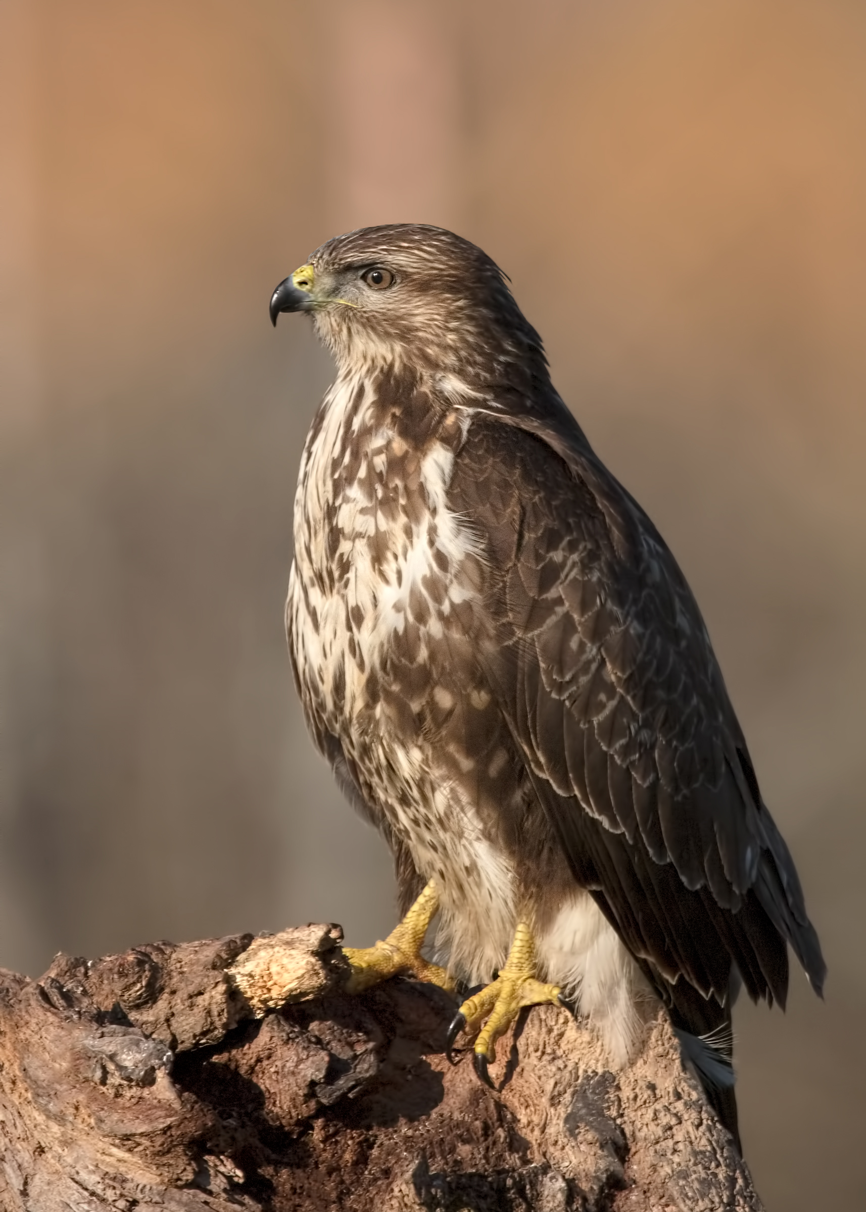 Common buzzard