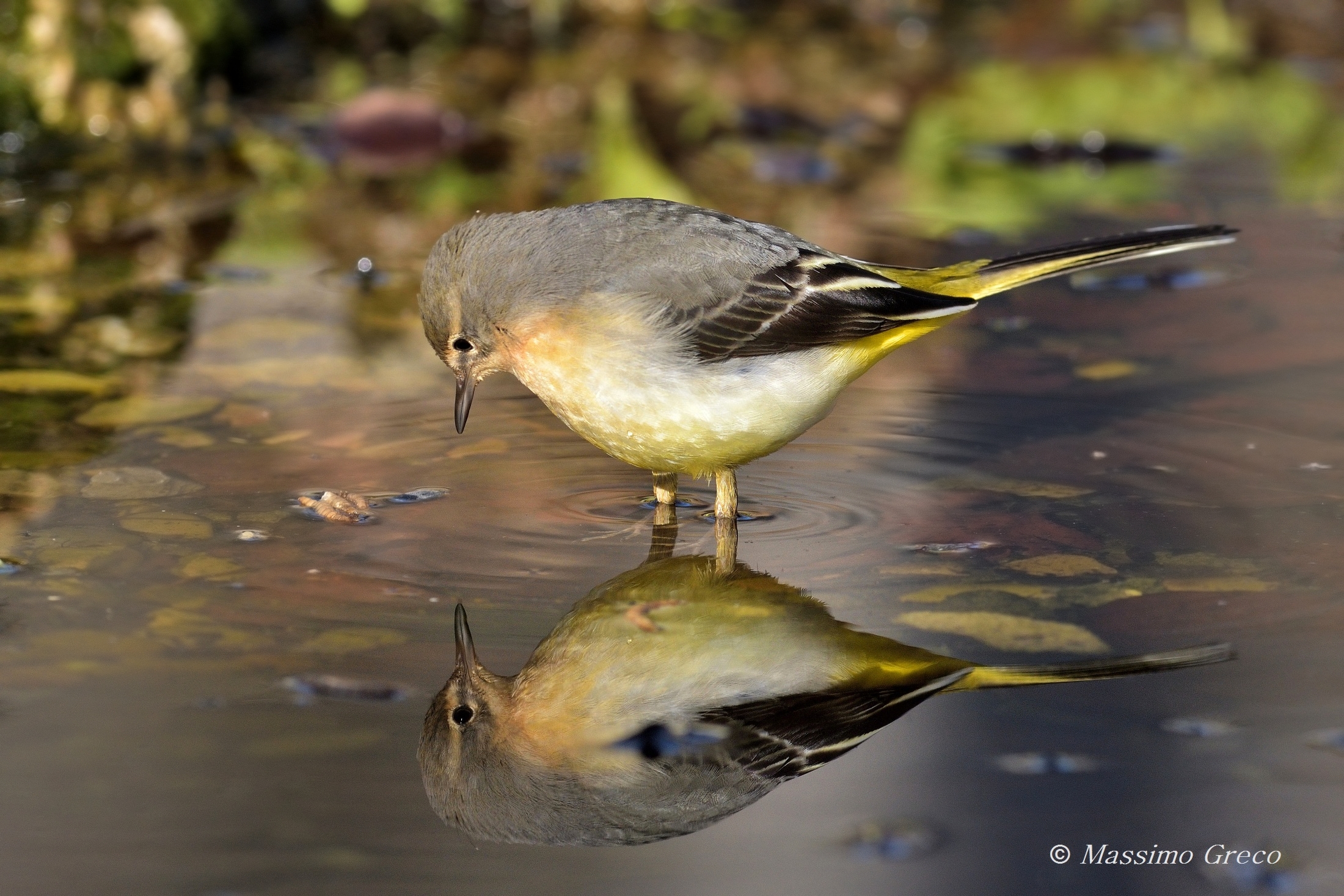 Ballerina gialla allo specchio
