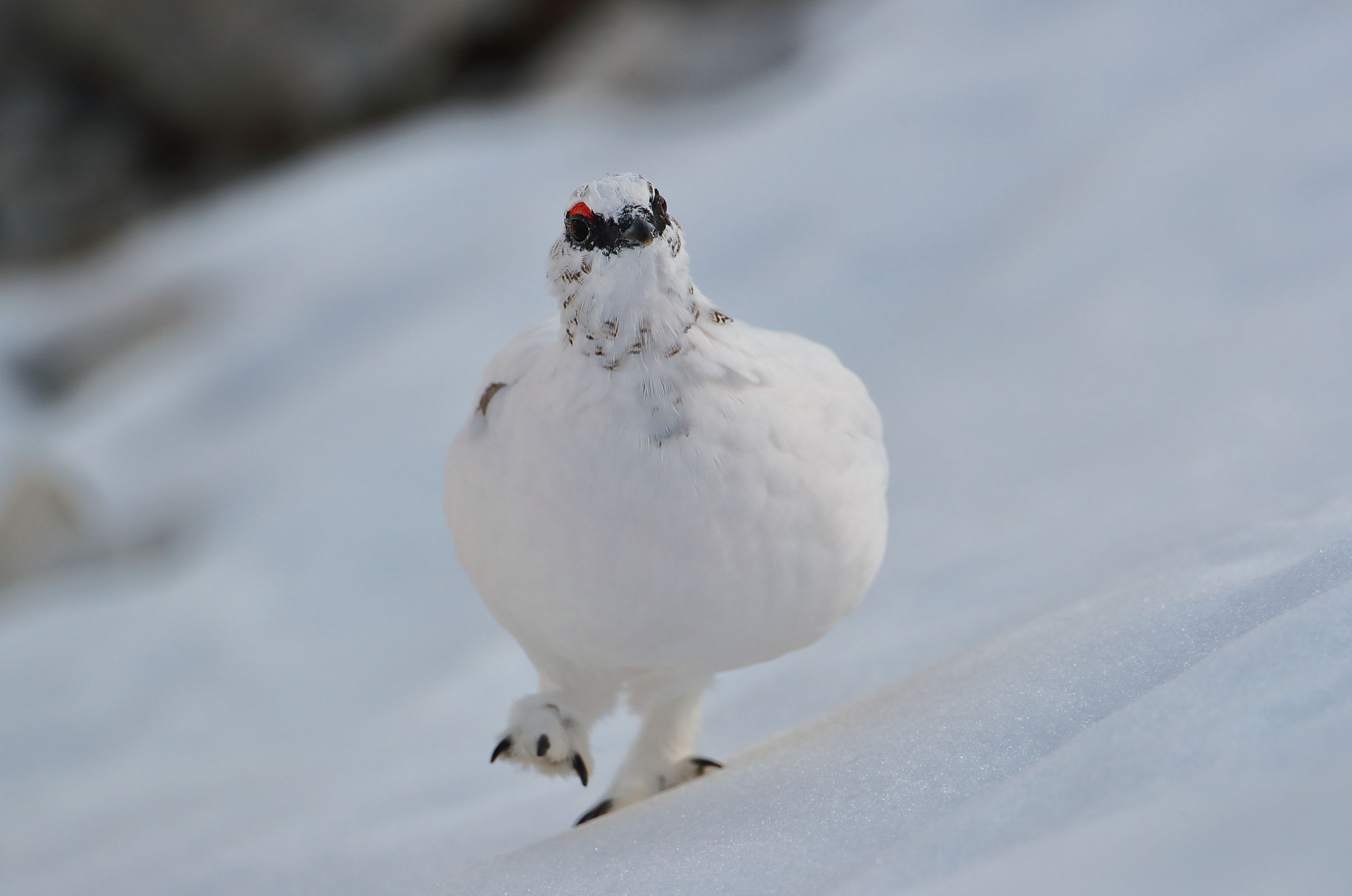 Run to the paparazzi