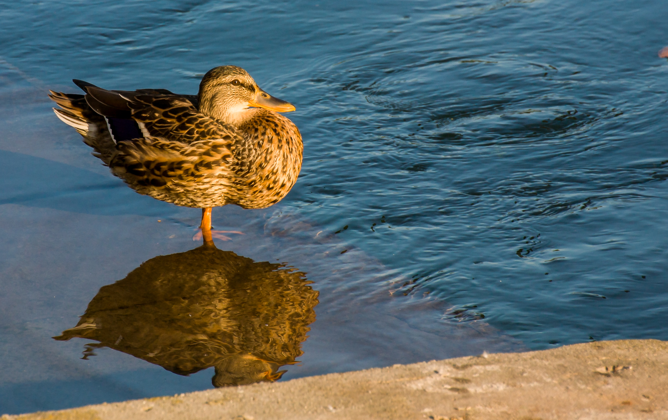 Sentinella al tramonto