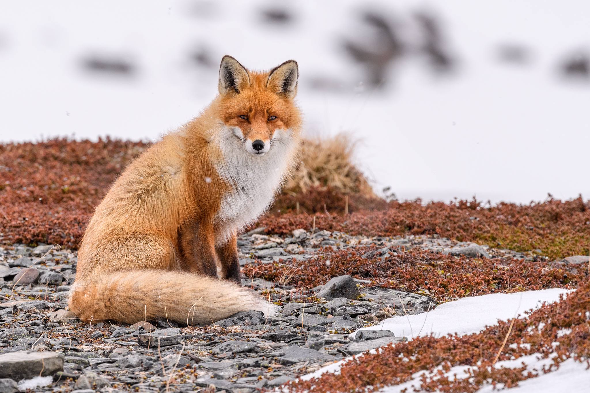Red fox
