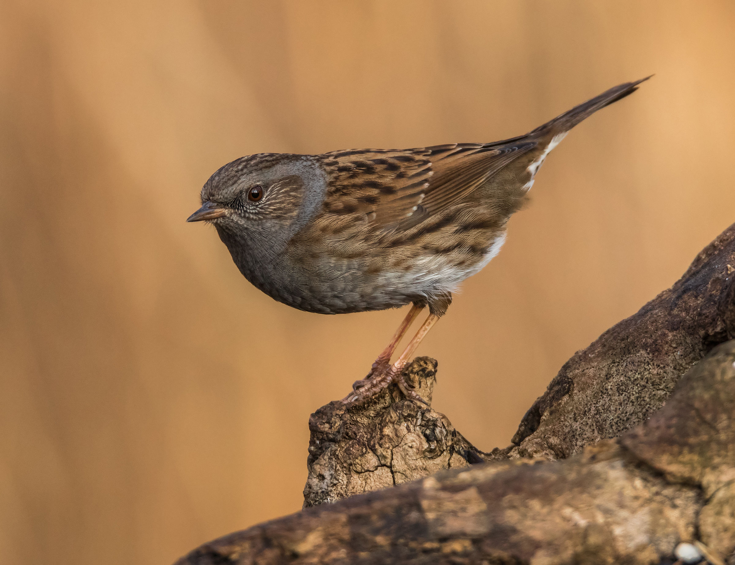 Sparrow Scopaiola