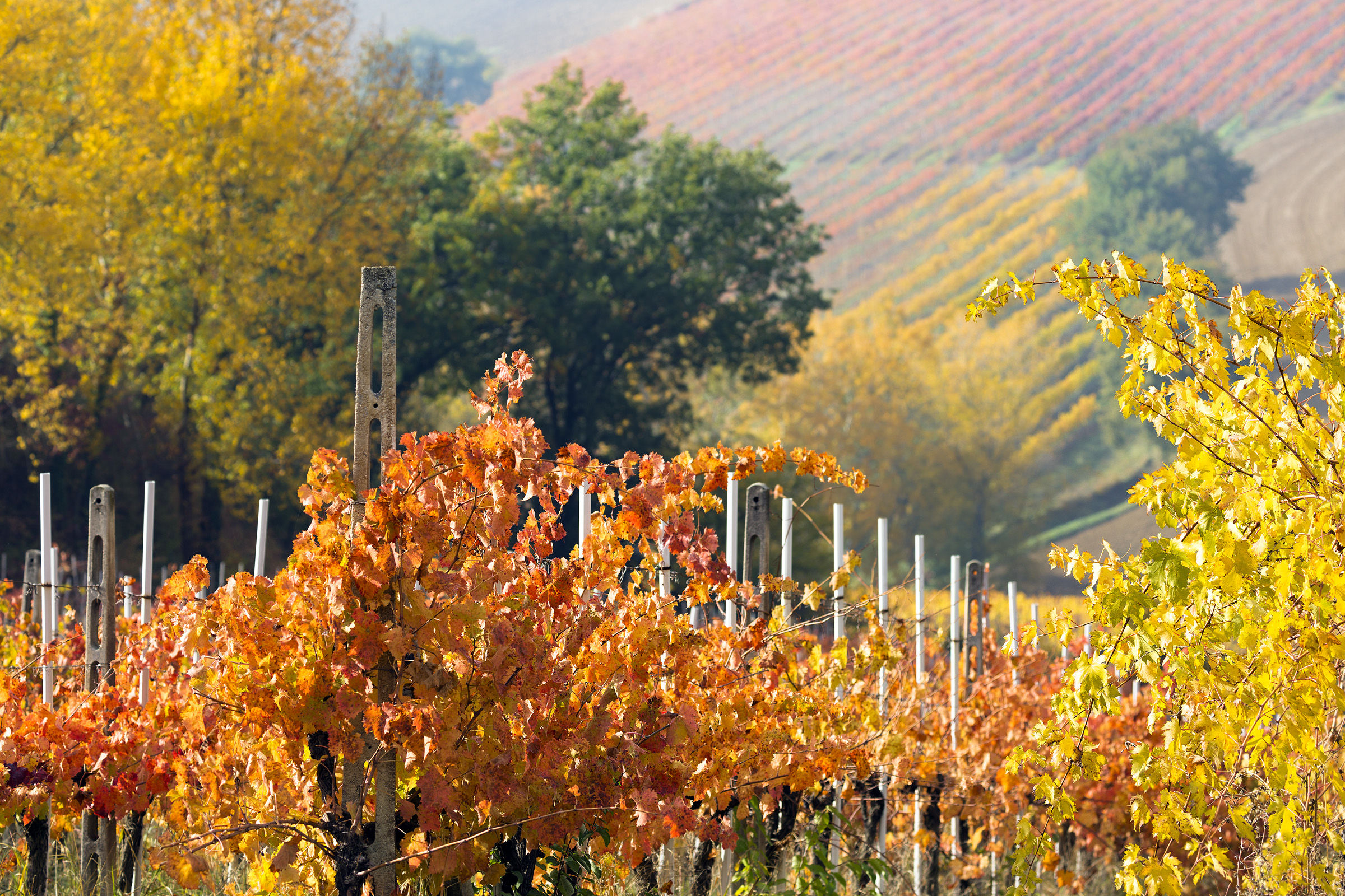 The colors of the sagrantino