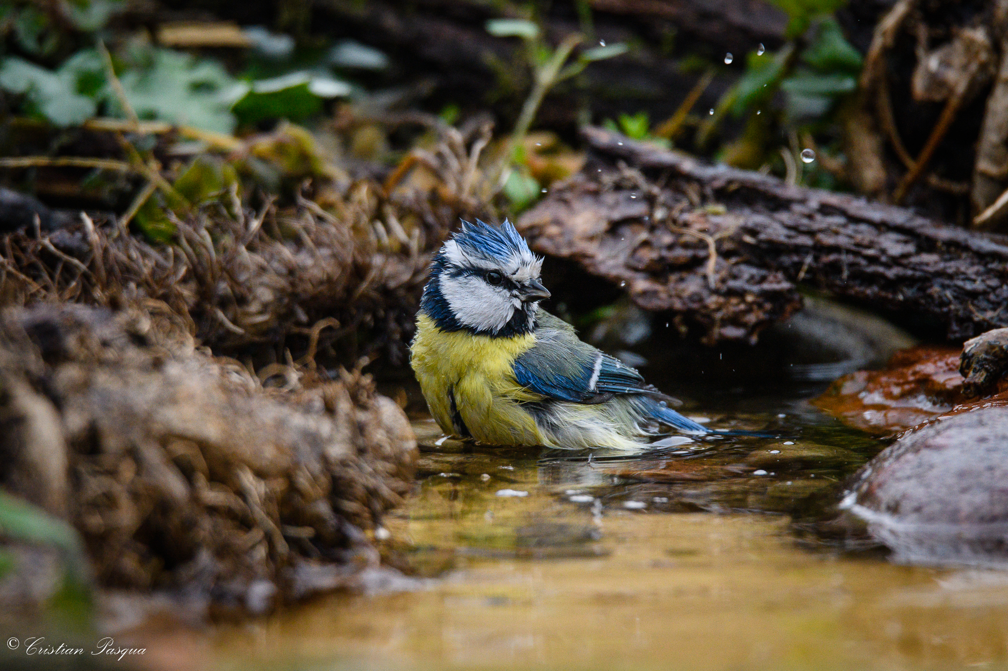 The bath of the Cinciarella
