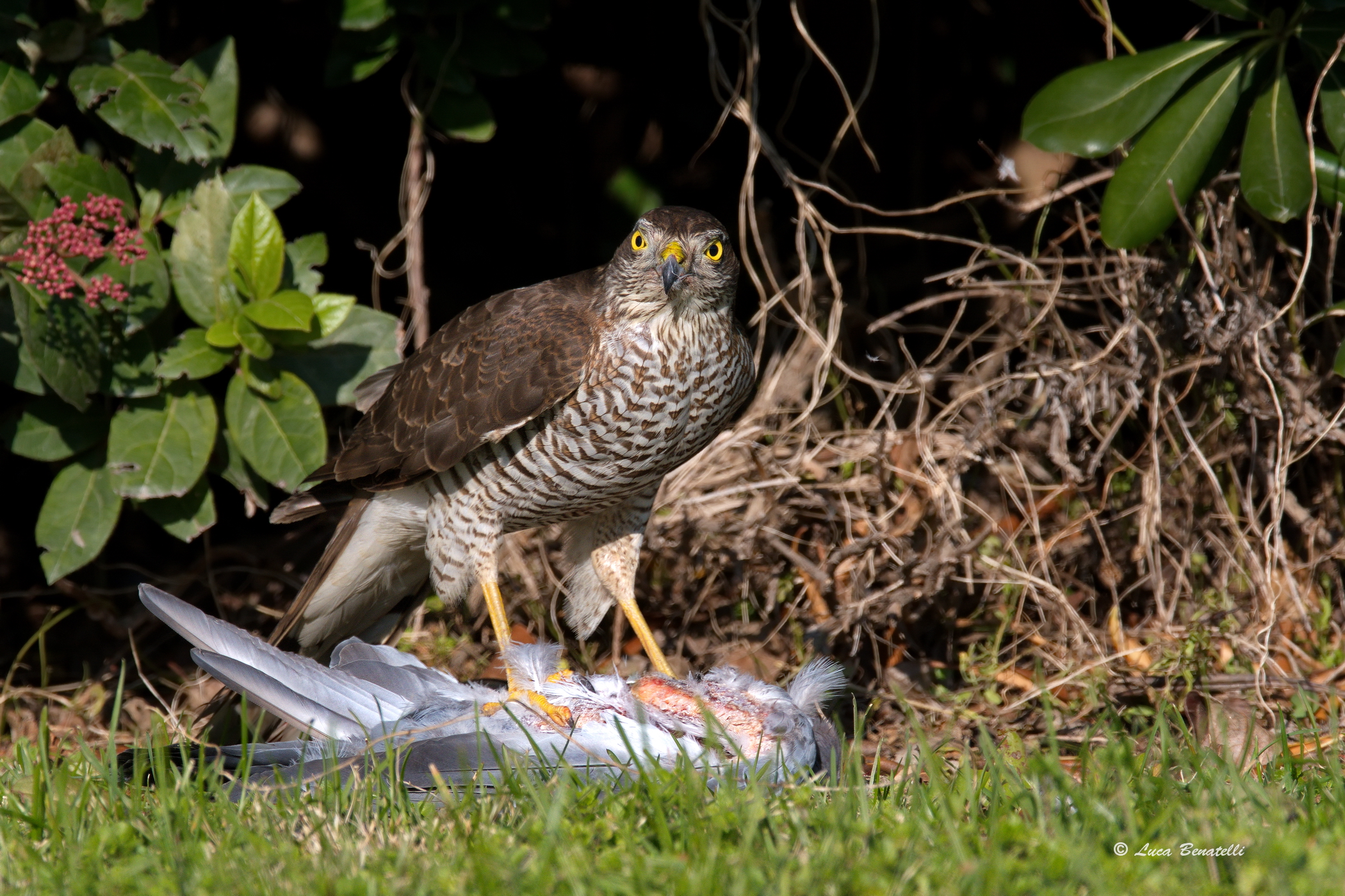 Sparrowhawk with prey