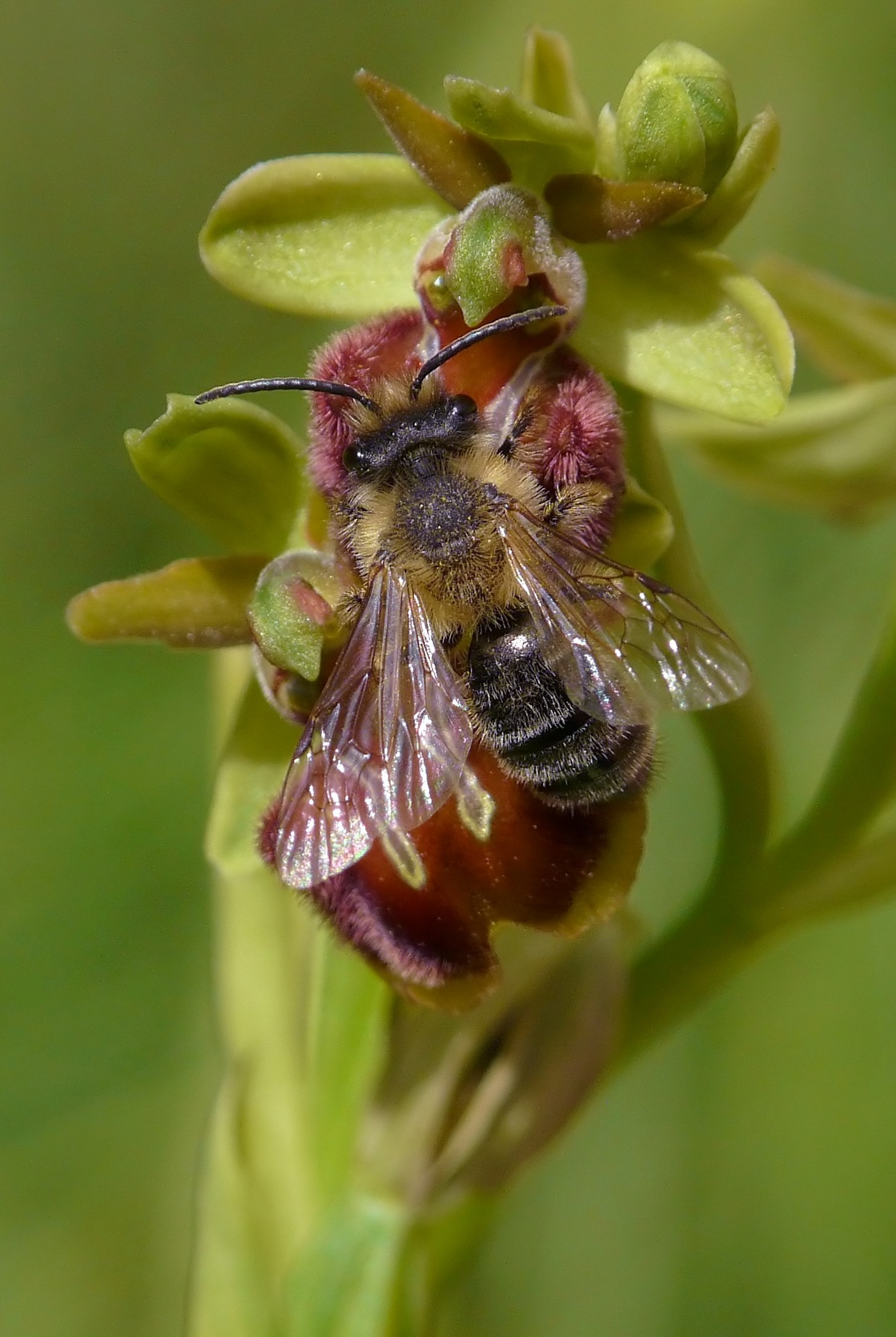 Ophrys classica con Andrena sp.