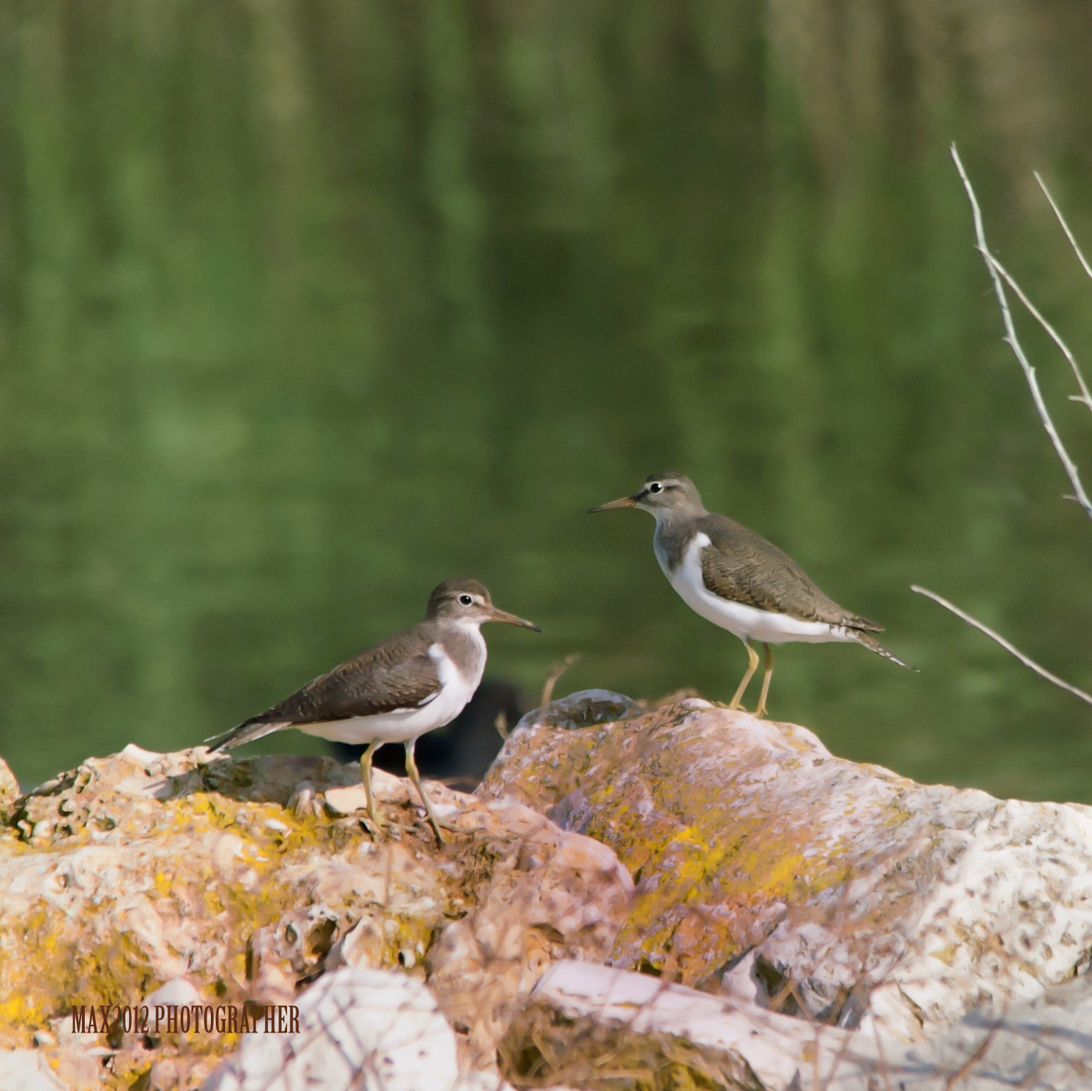 Birdwatching in Italia - Oasi WWF Palude La Vela
