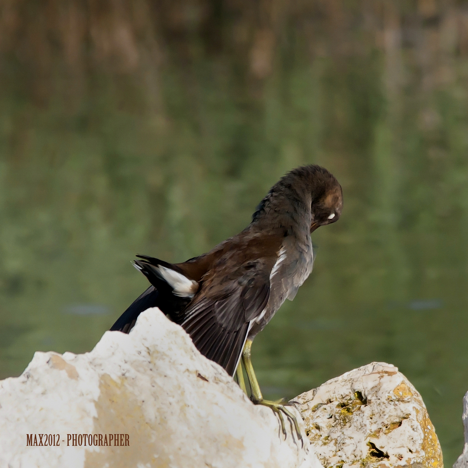 Birdwatching in Italia - Oasi WWF palude La Vela
