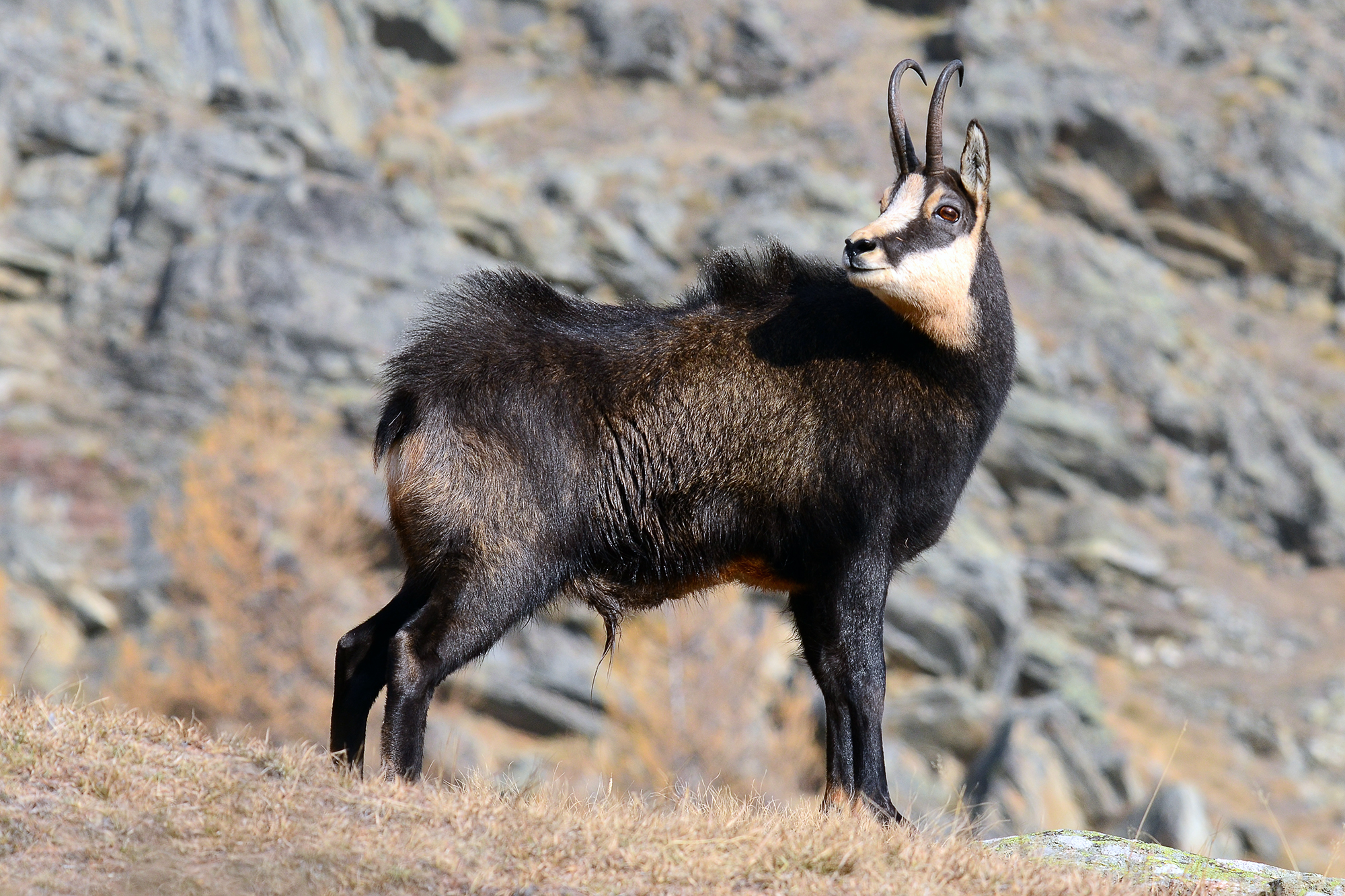 Chamois