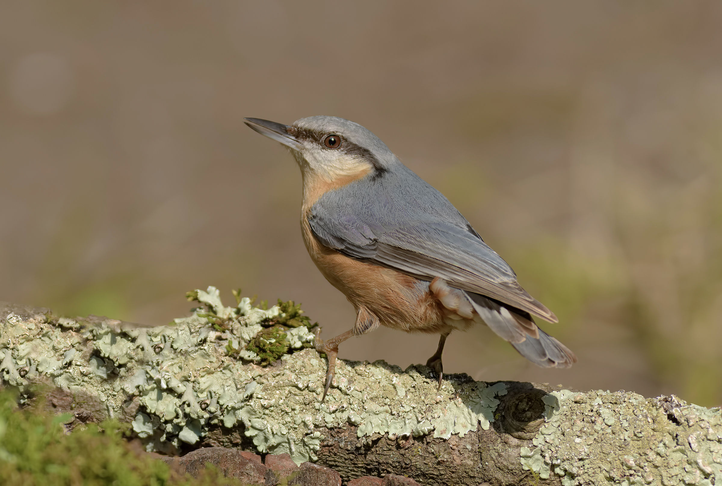 Woodpecker Mason Alpi Apuane.