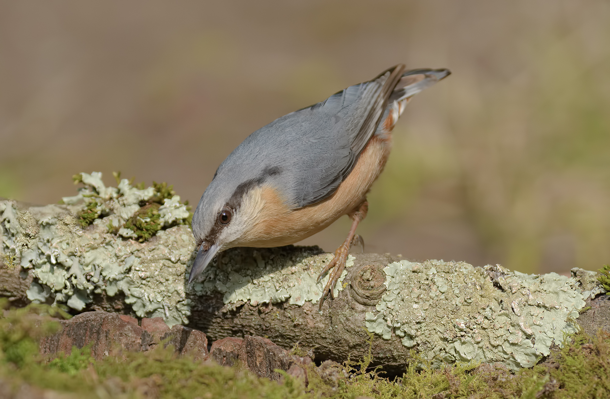 Woodpecker Mason Alpi Apuane.