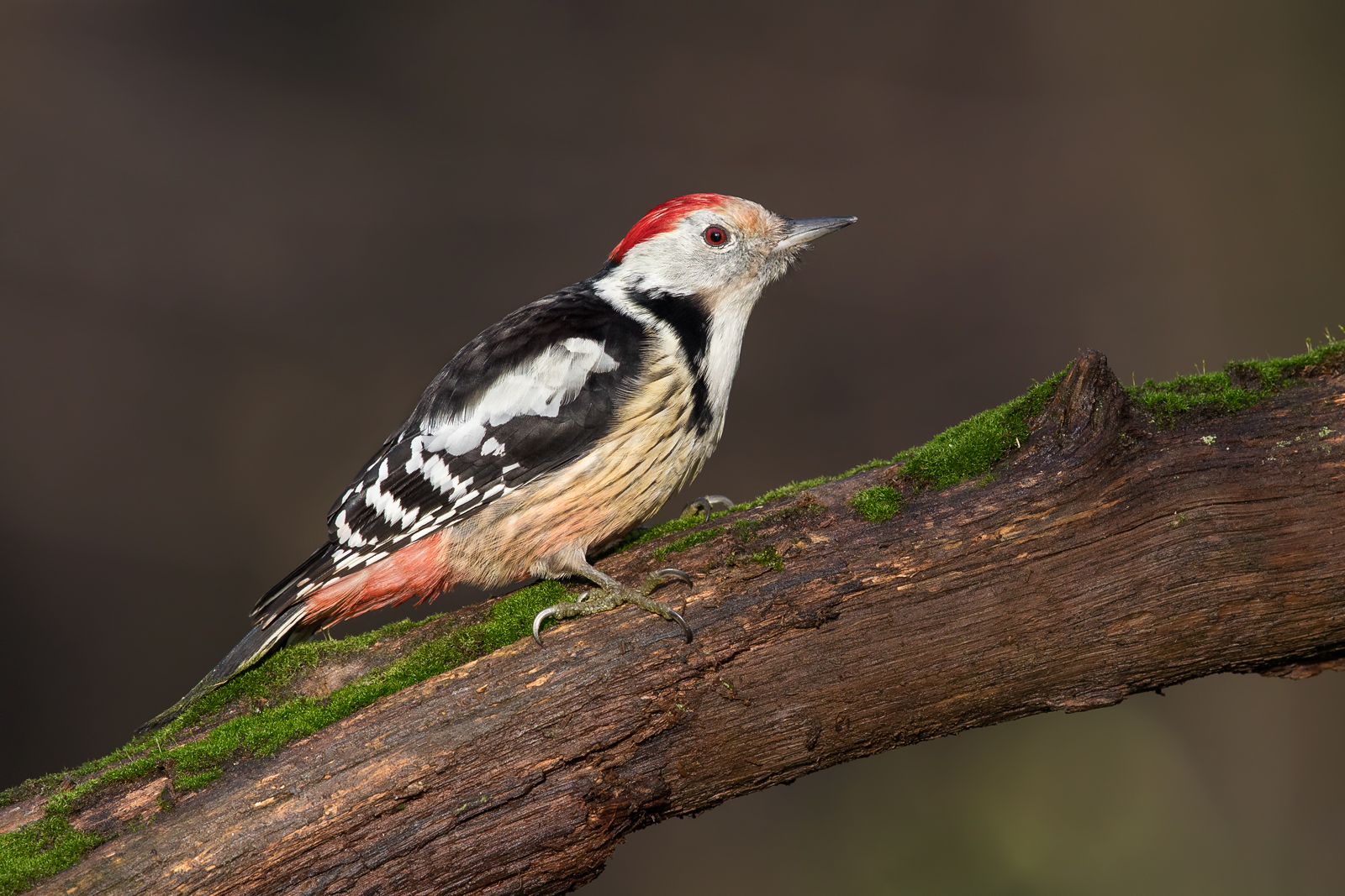Middle spotted woodpecker