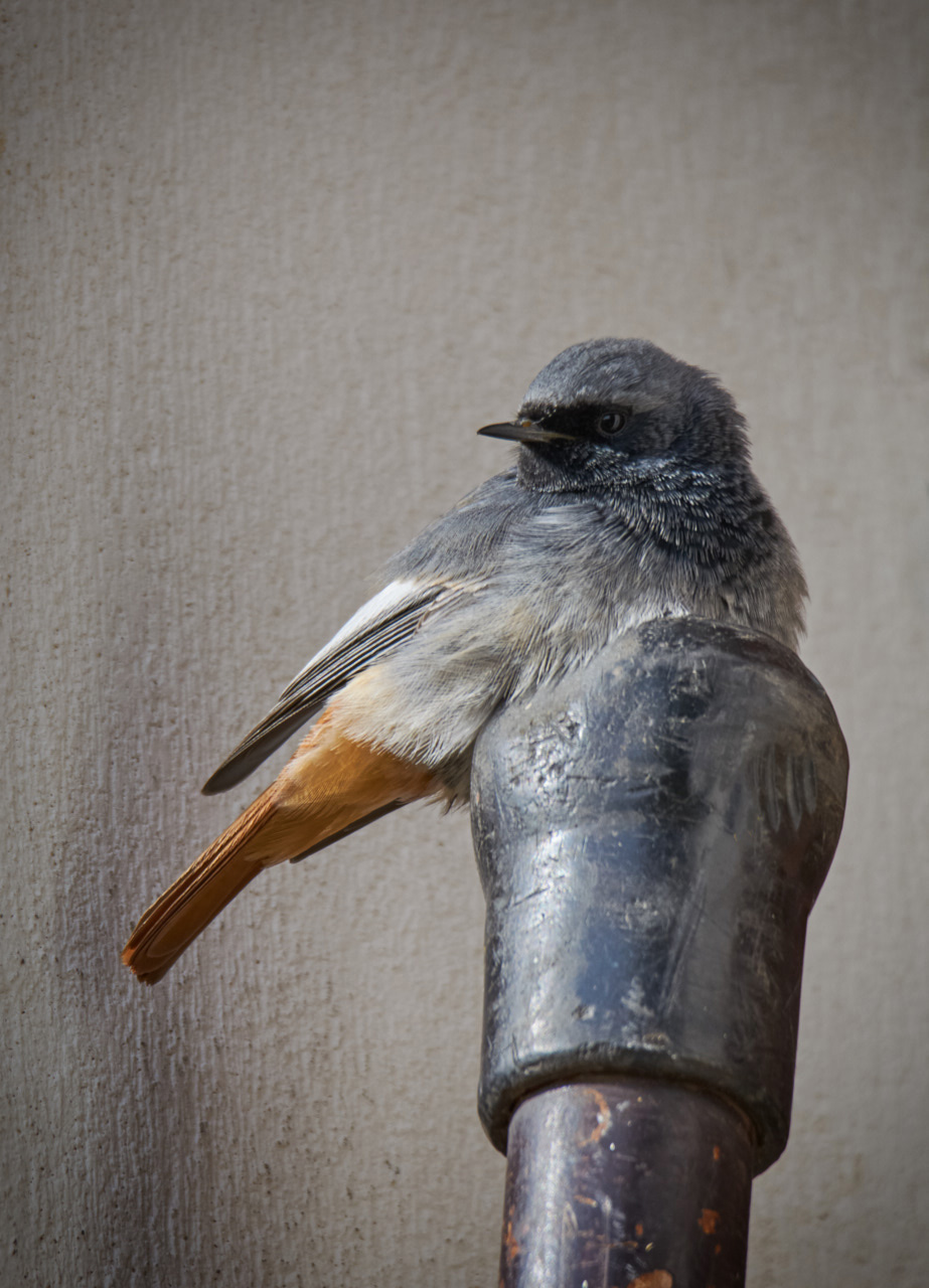 An alternative roost