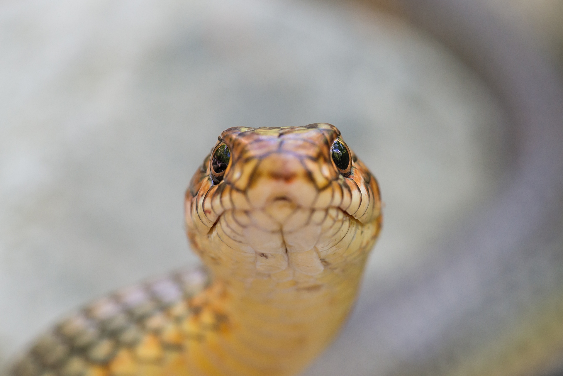 Caspian Whip Snake (Dolichophis caspius)