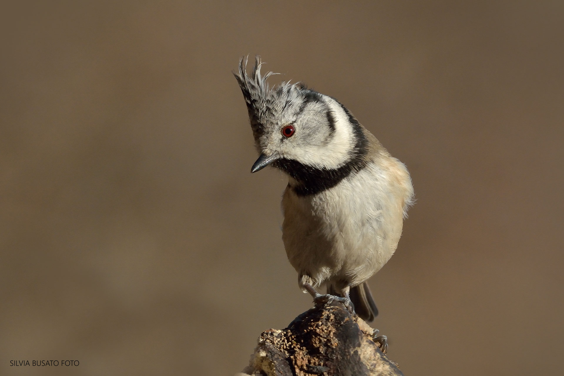 Crested tit