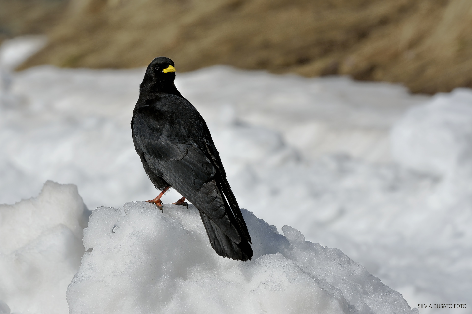 Alpine chough