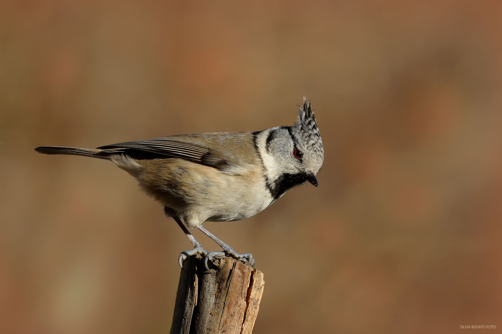 Crested tit
