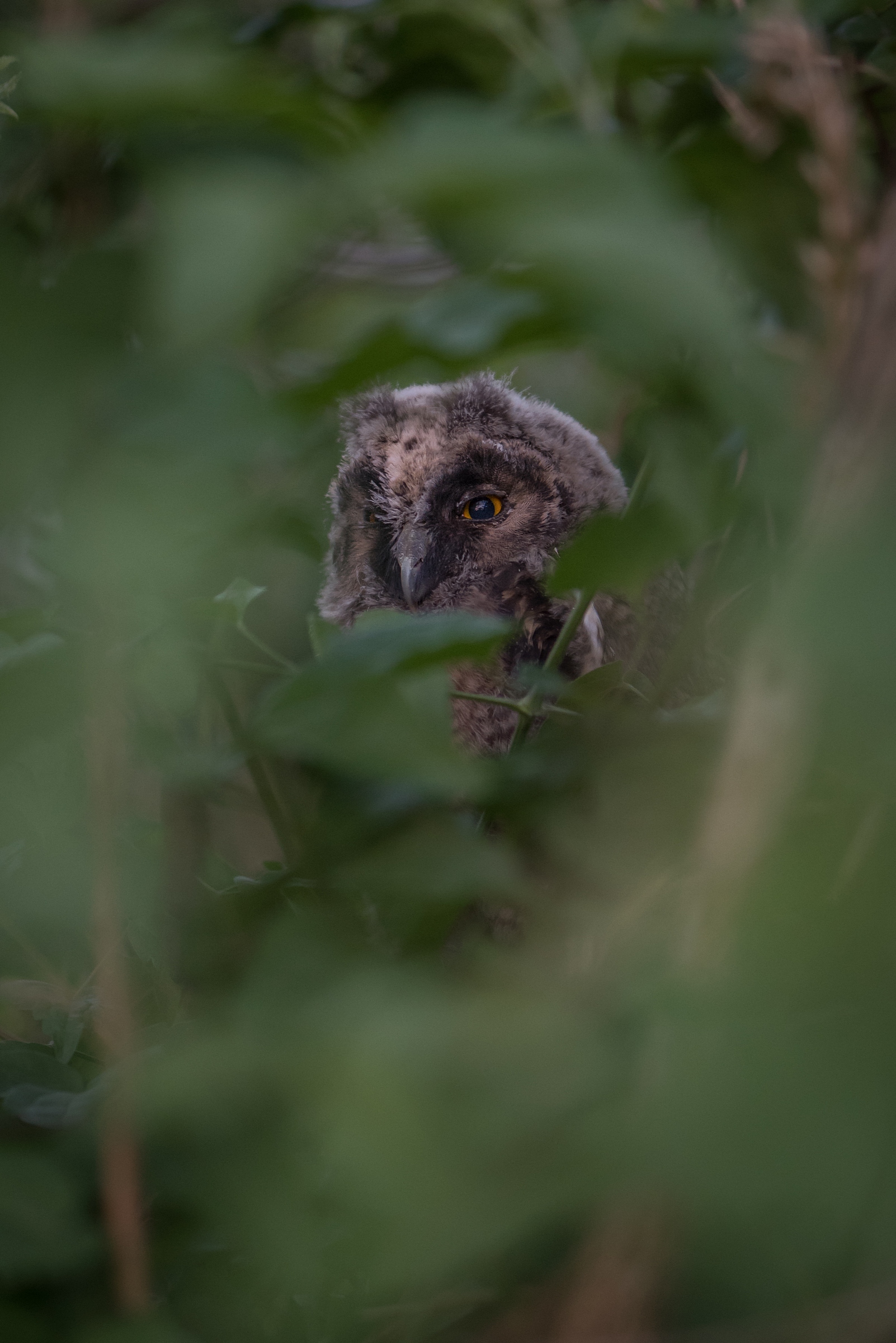 Long- eared Owl (Asio otus) just left the nest