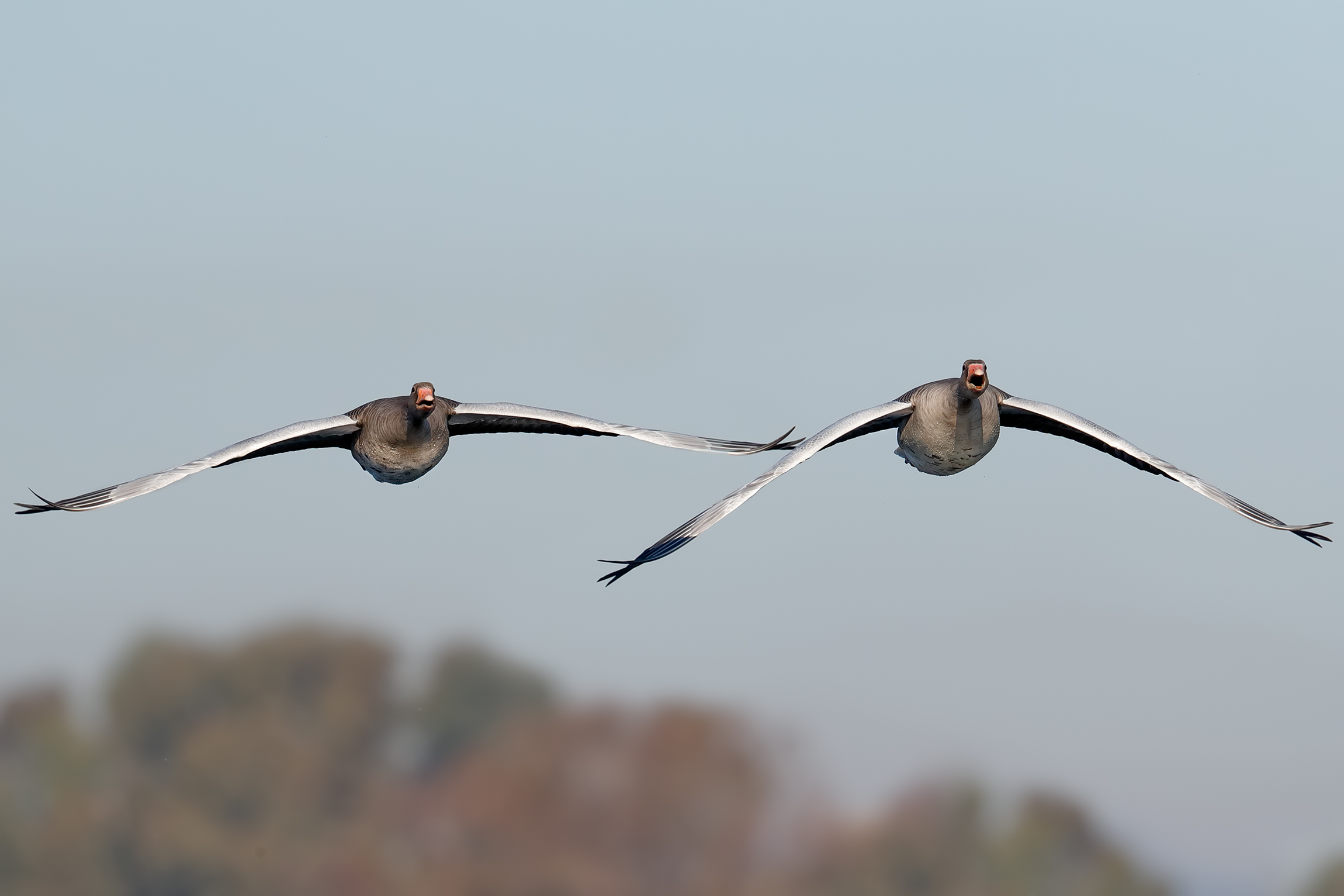 Il richiamo delle oche selvatiche