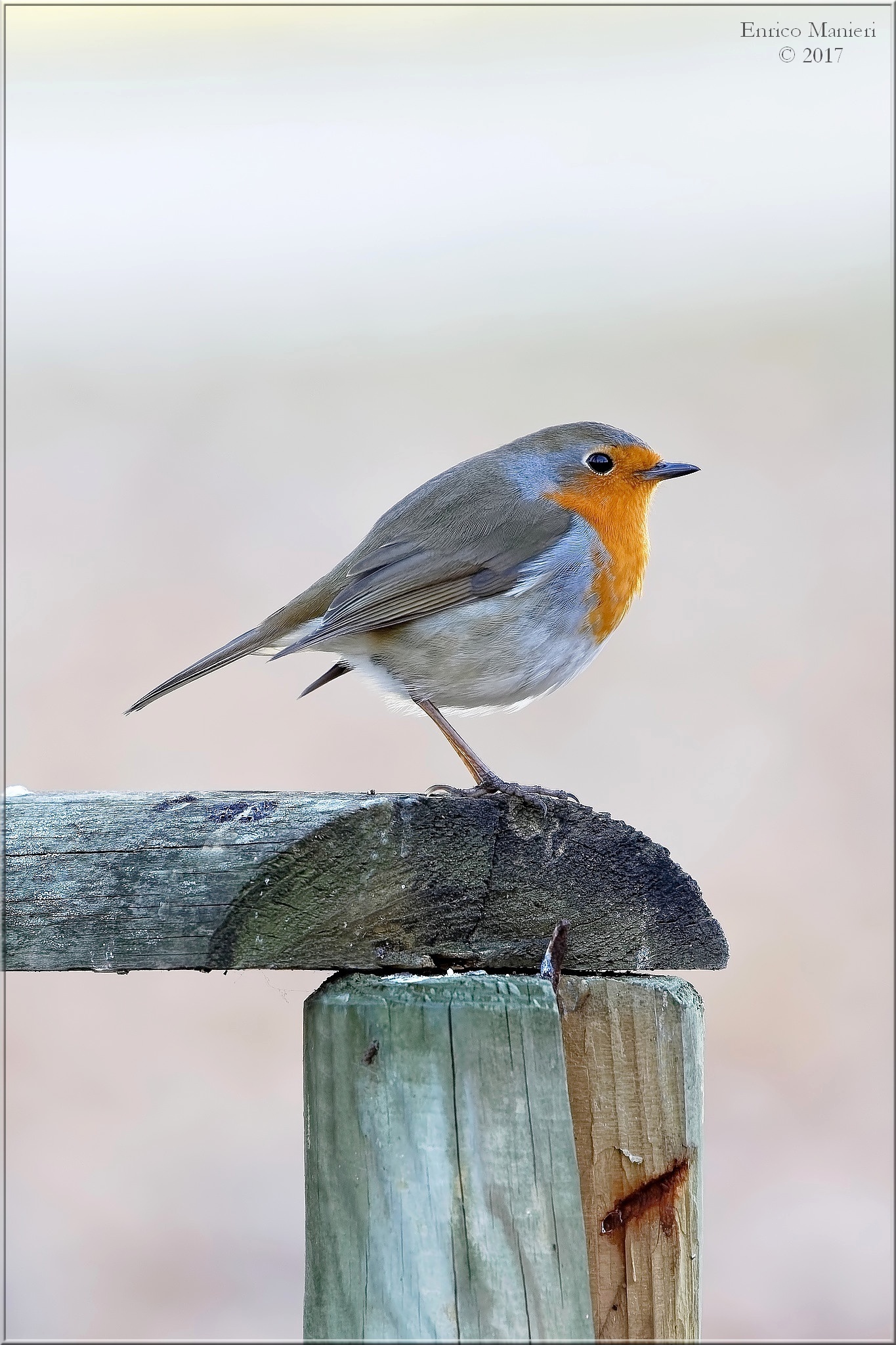 Pettirosso - Erithacus Rubecula