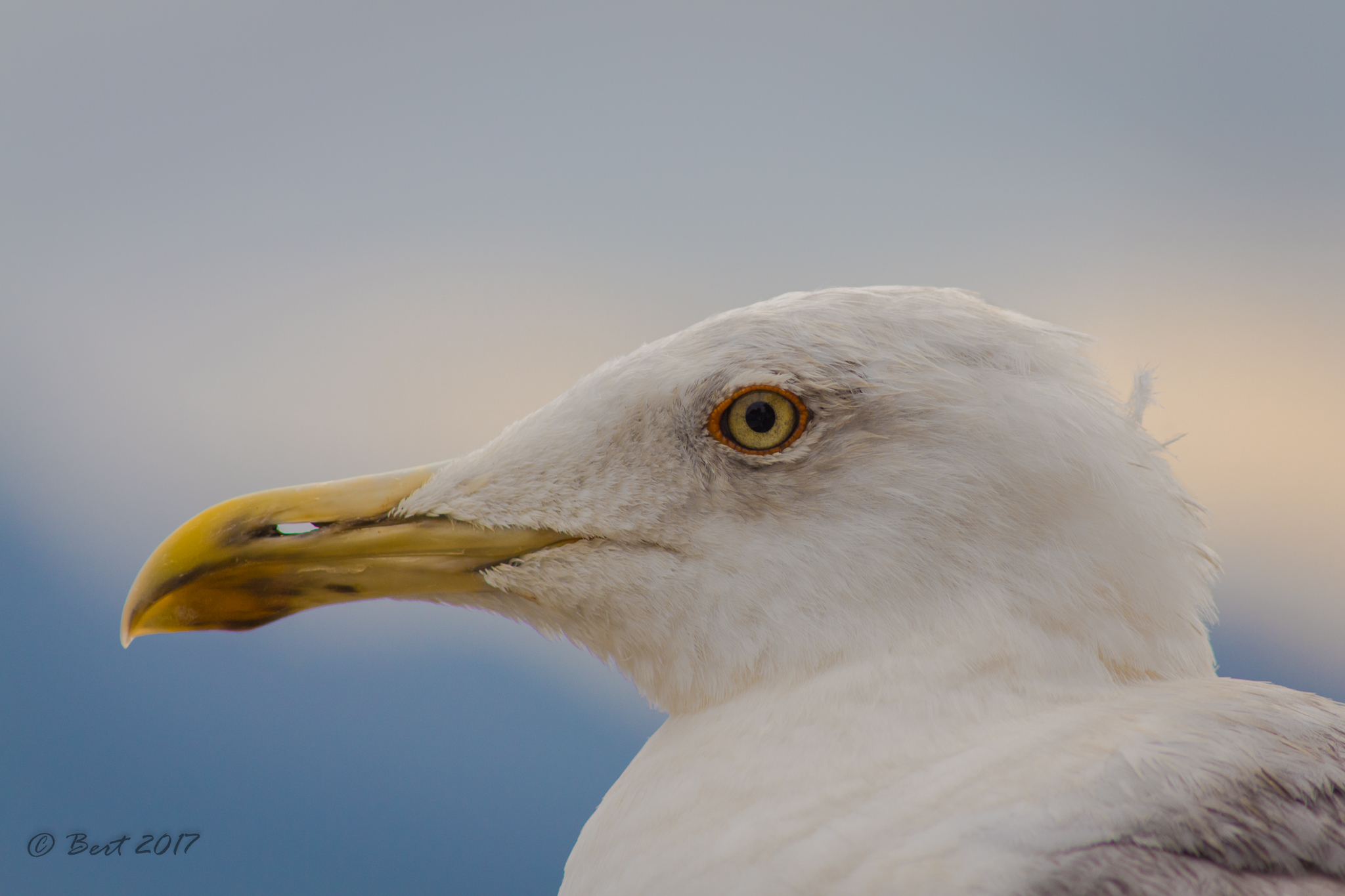 ehi... la smetti di seguirmi?