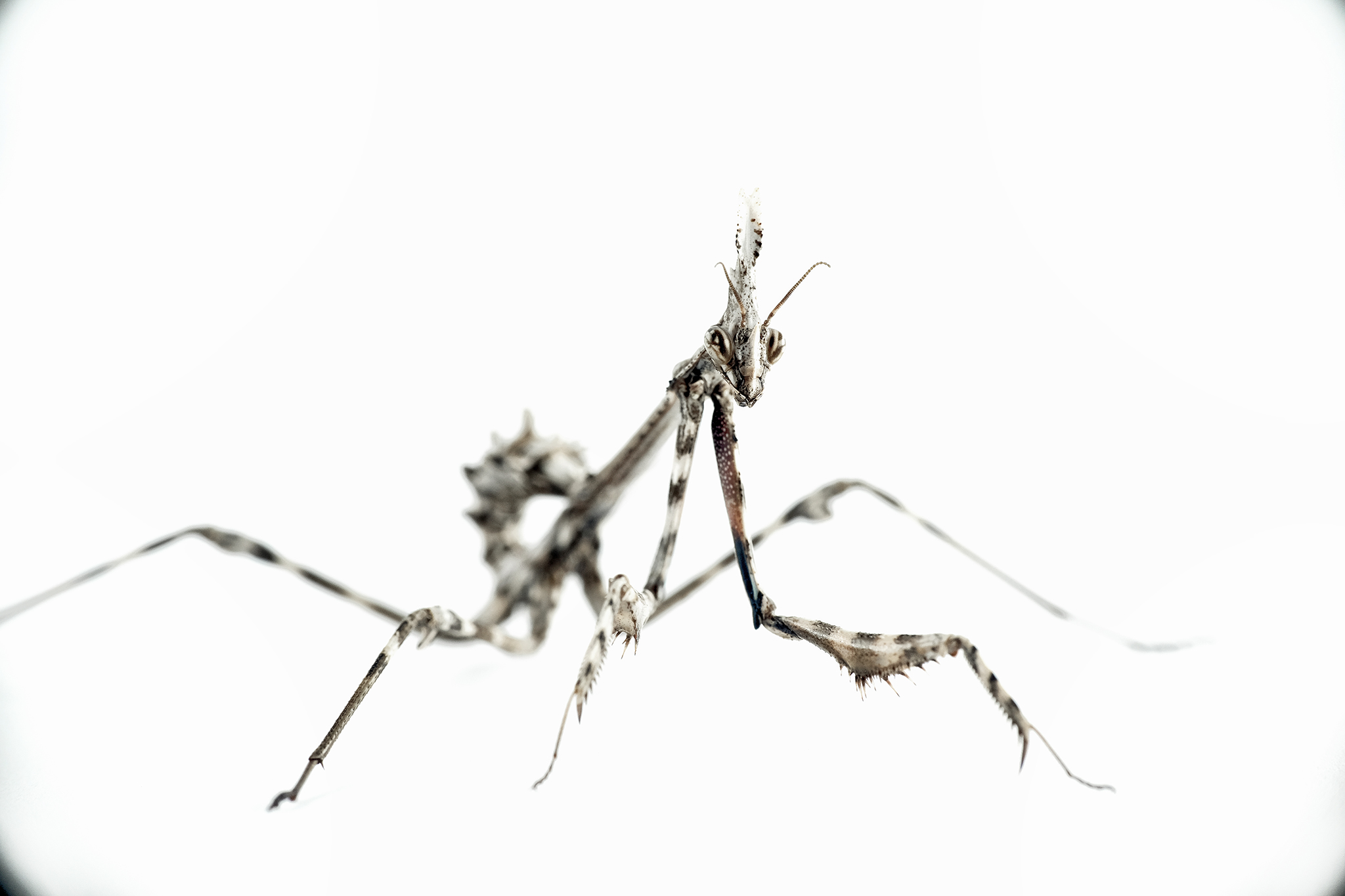 Empusa Pennata L3