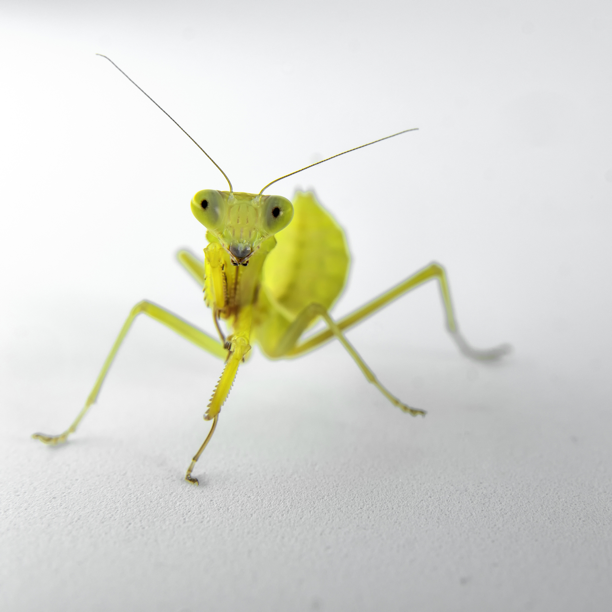 Hierodula MAjuscola L3