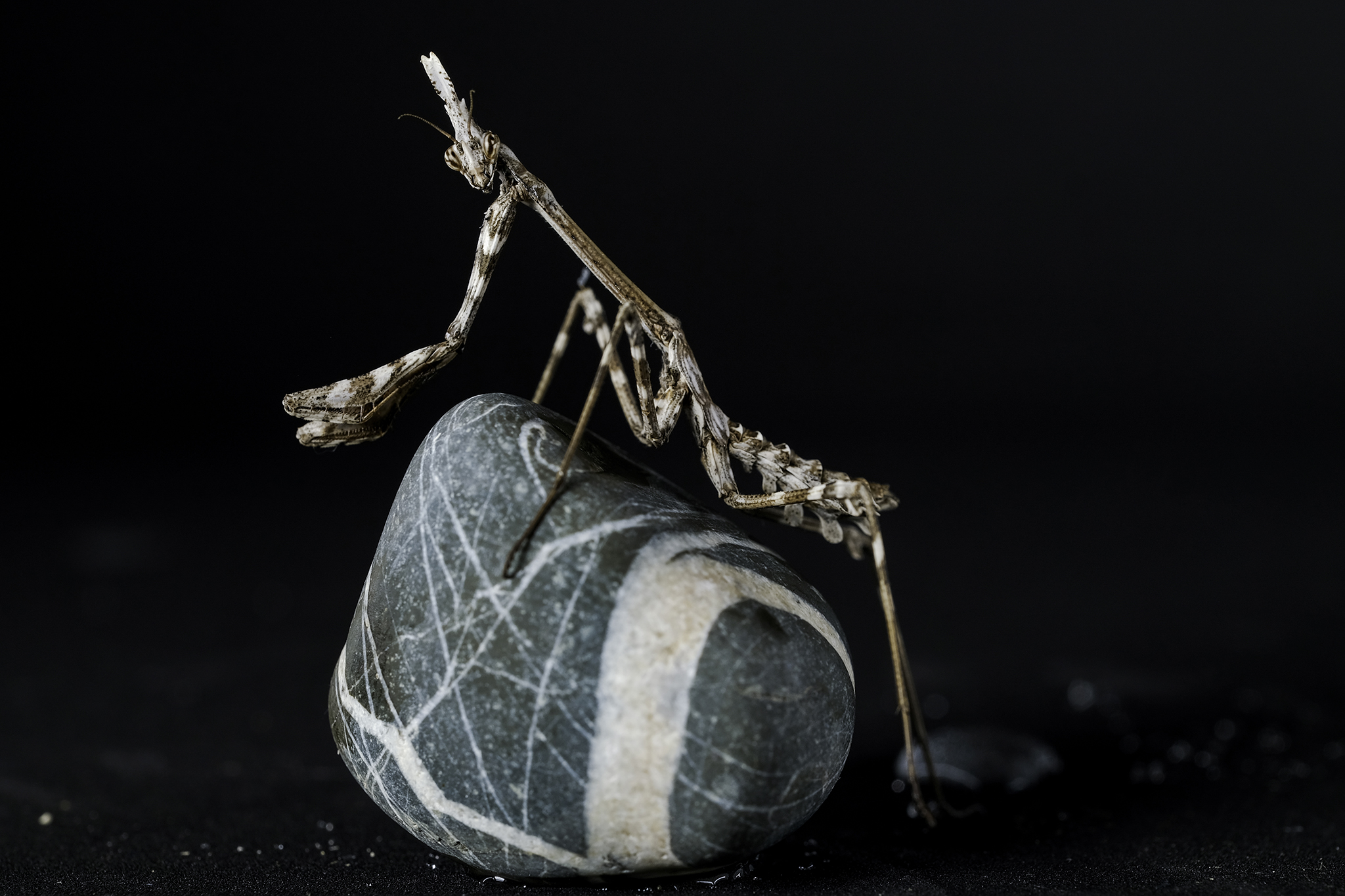 Empusa Pennata - Poser