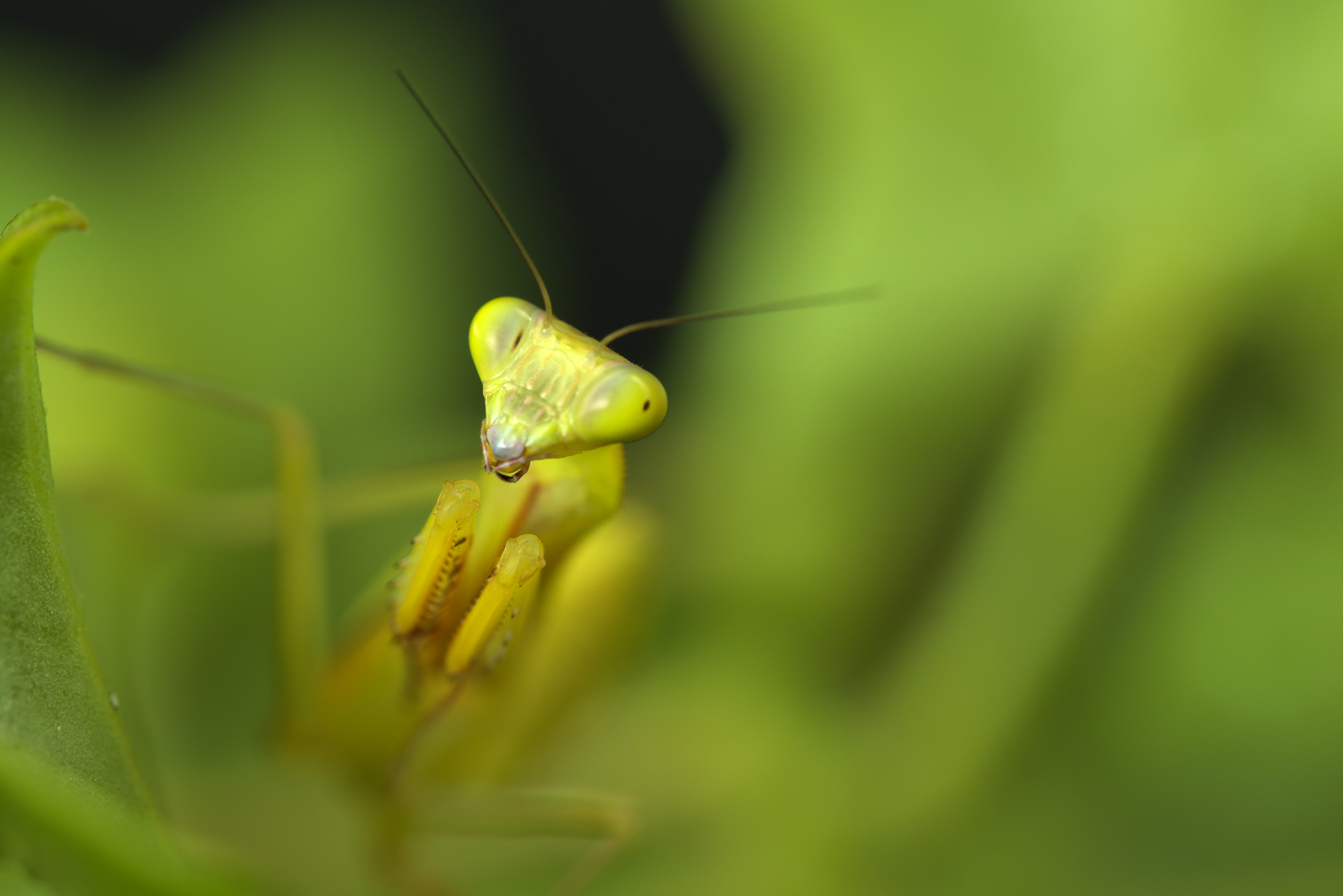 Australian Giants Mantis