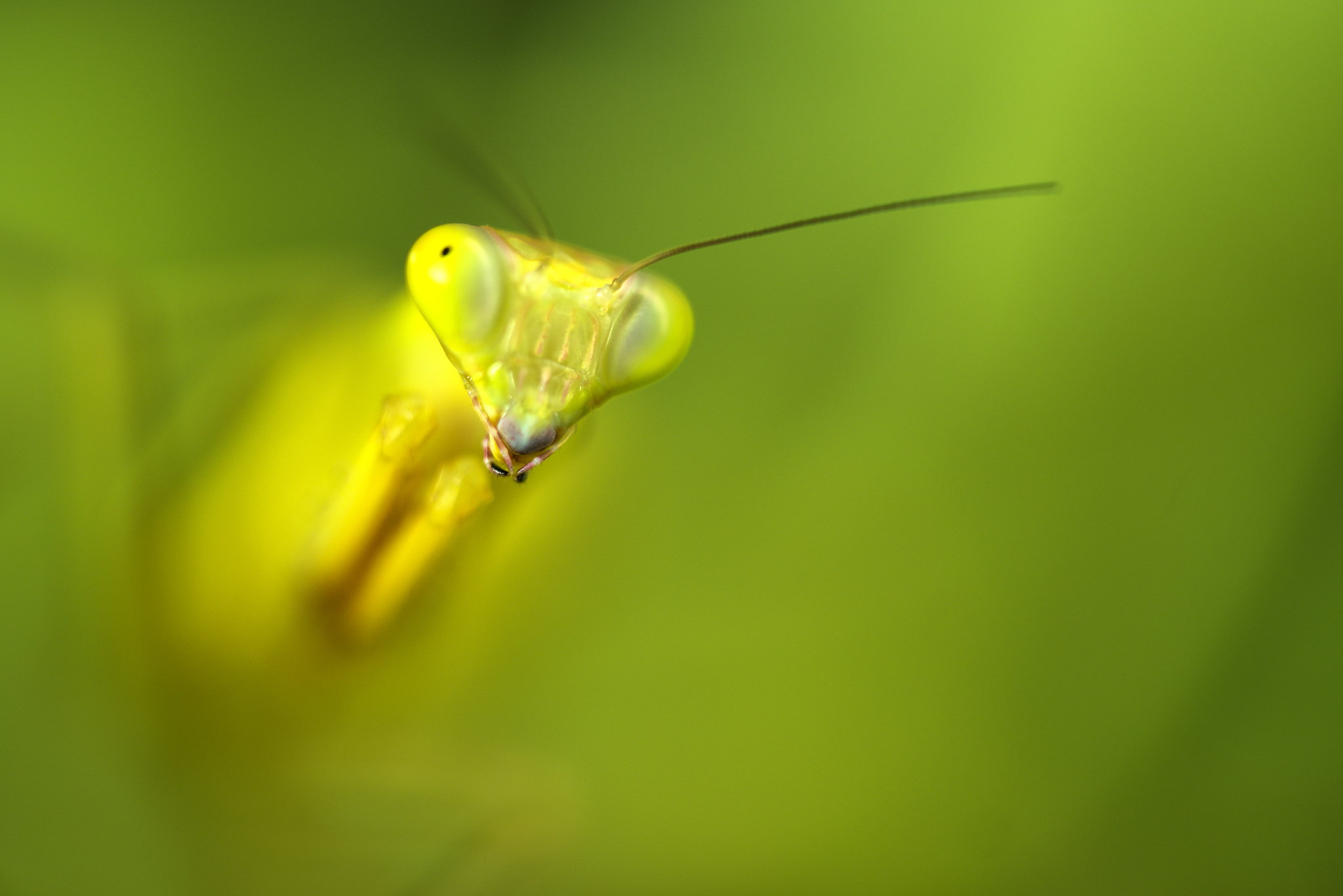 Australian Giants Mantis