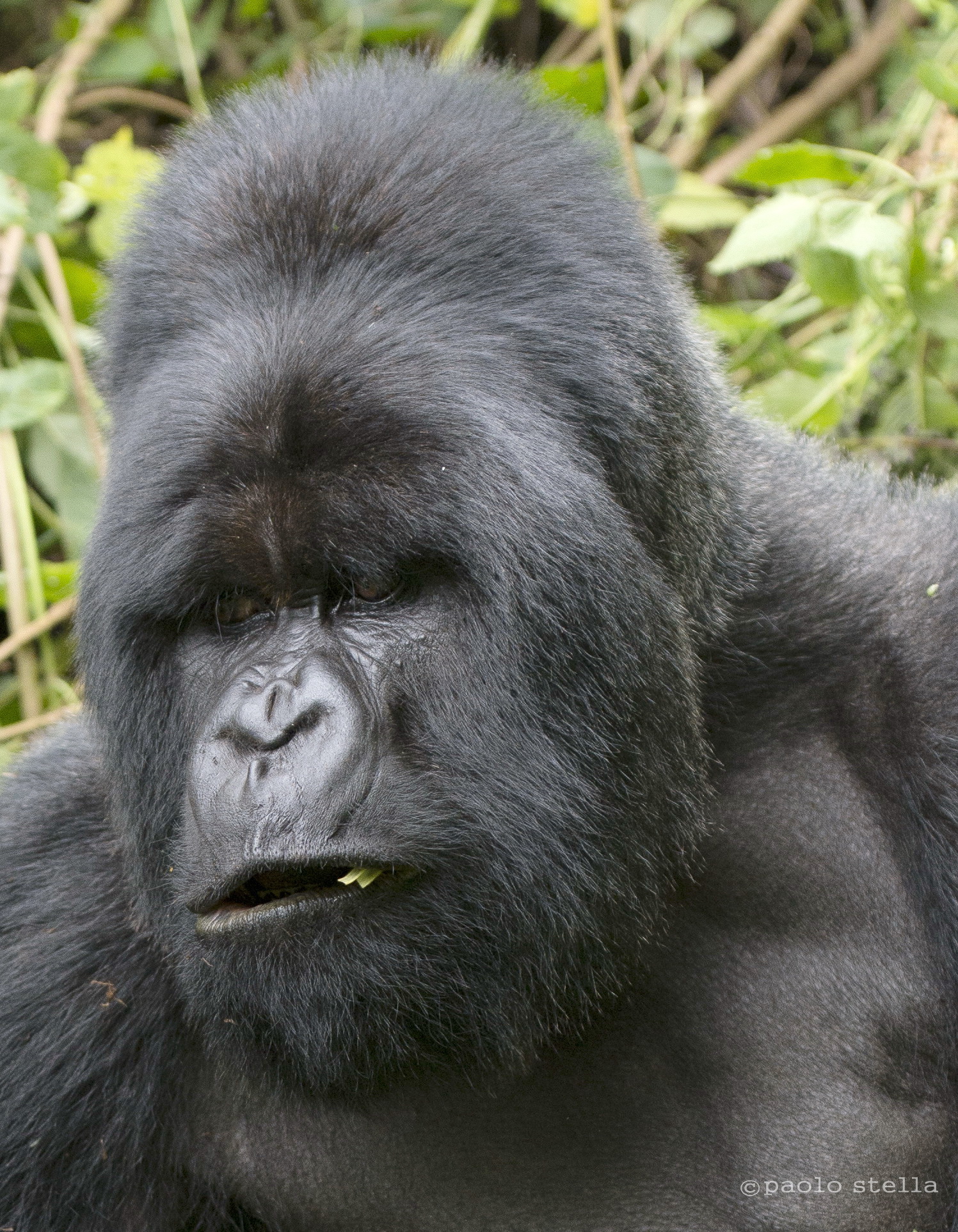 i am Guhonda, the biggest