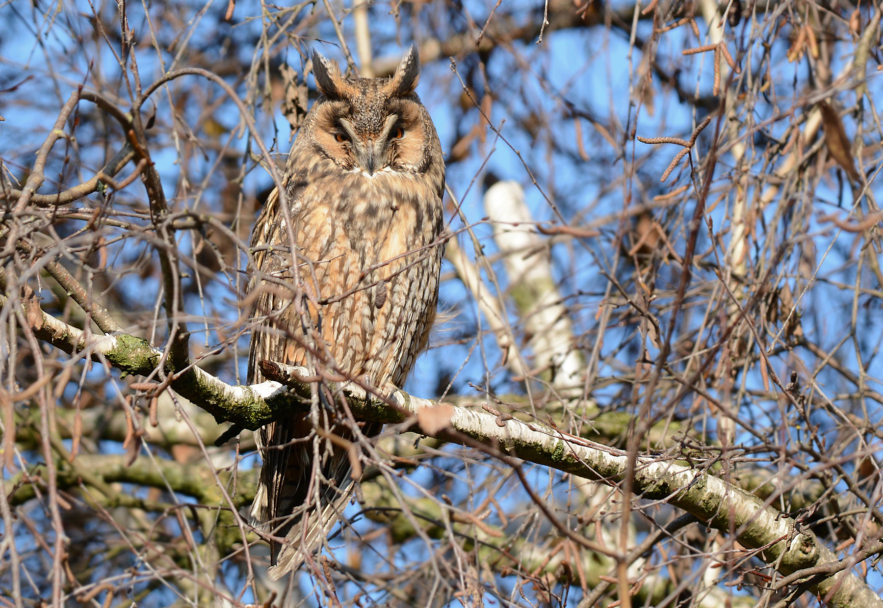 common owl