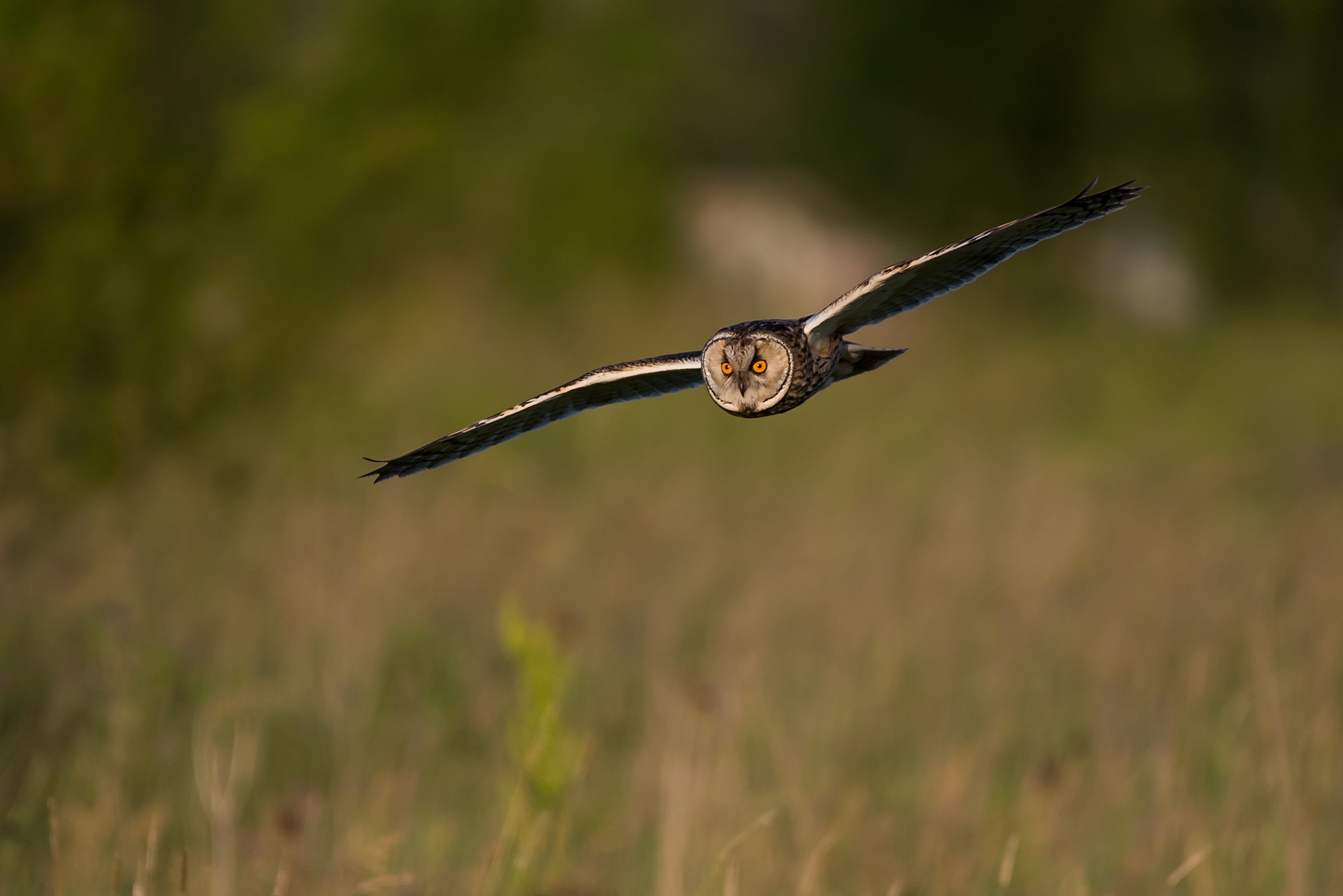 Gufo comune (Asio otus) nella periferia di Sofia