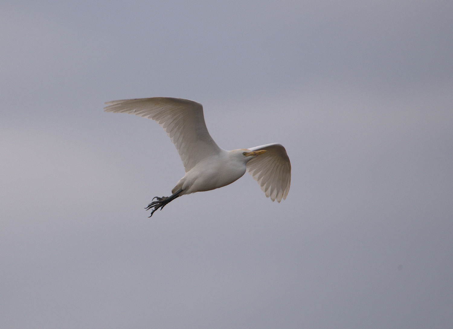 Cattle egret