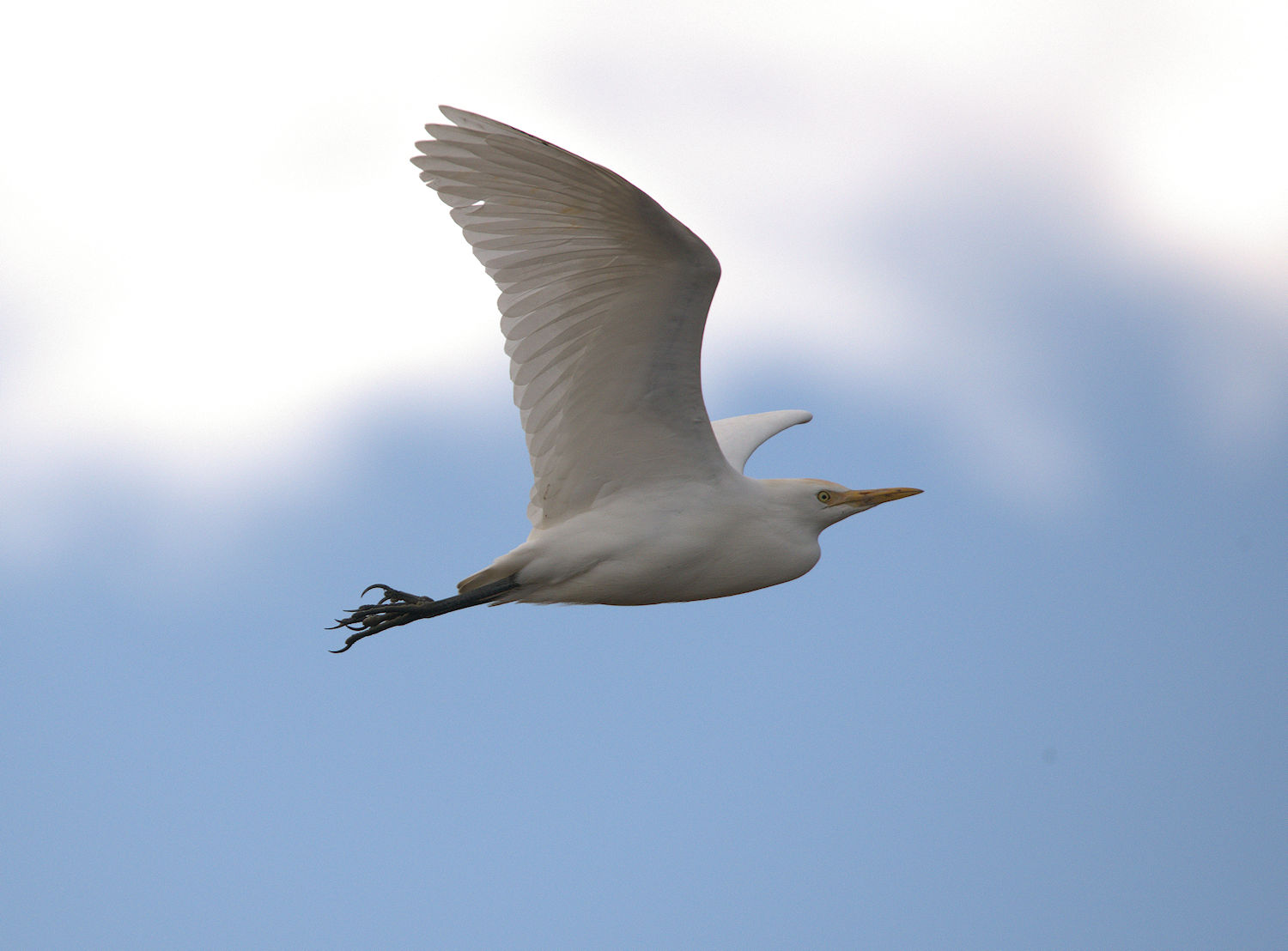 Cattle egret