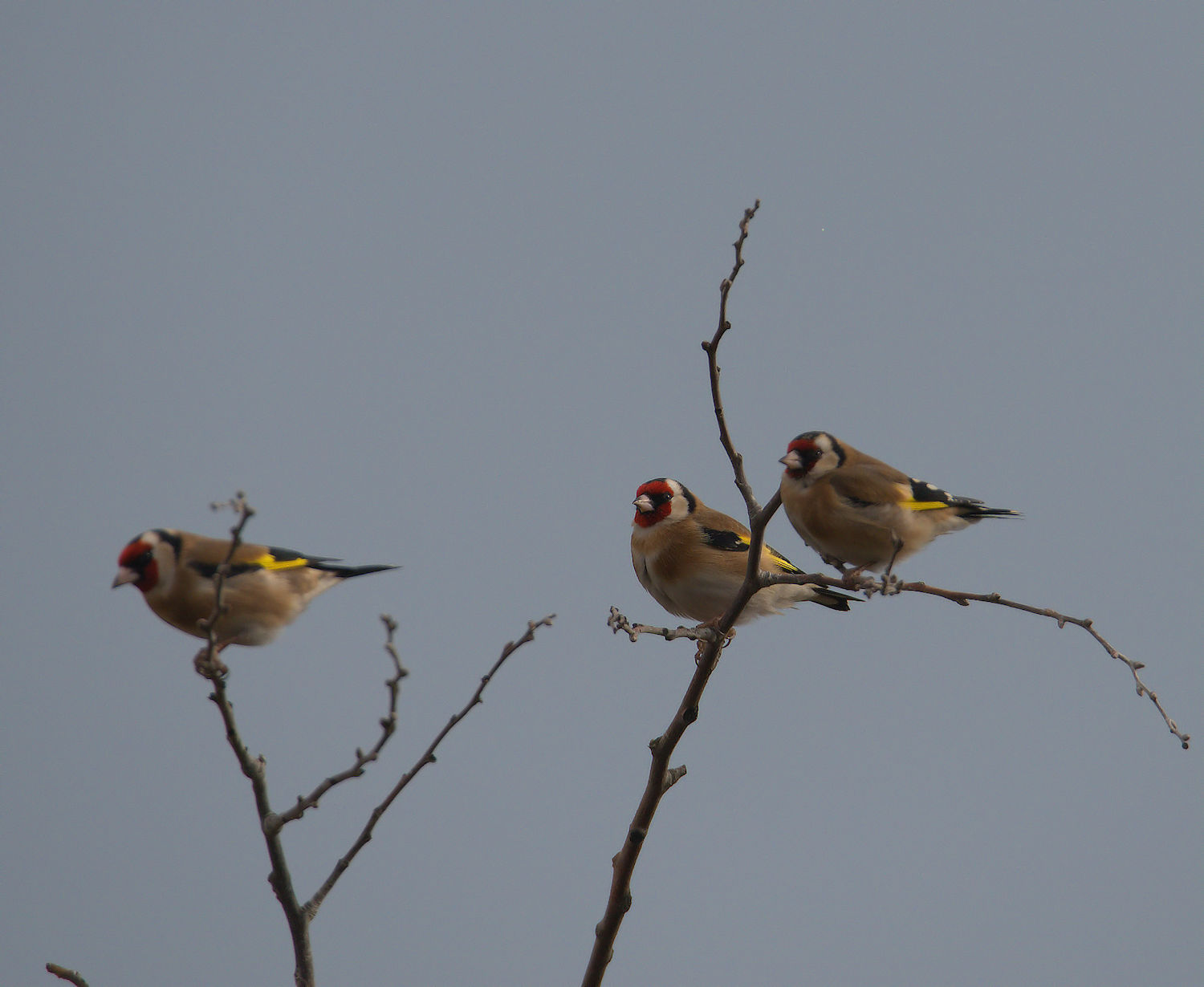 Goldfinches