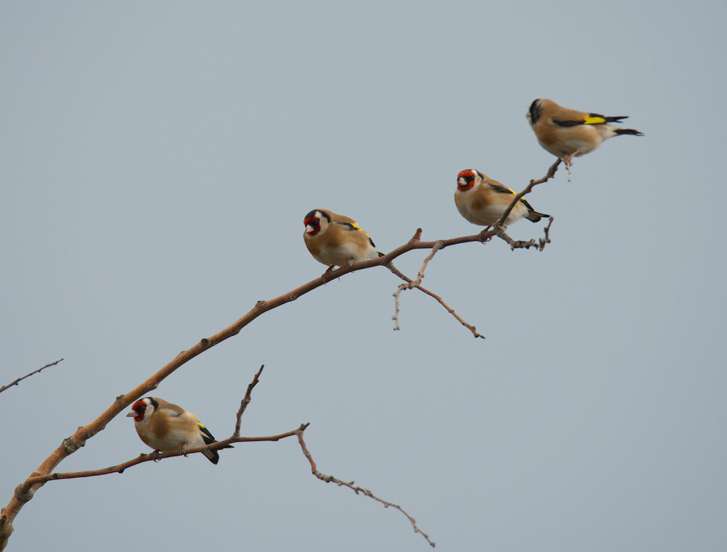 Goldfinches