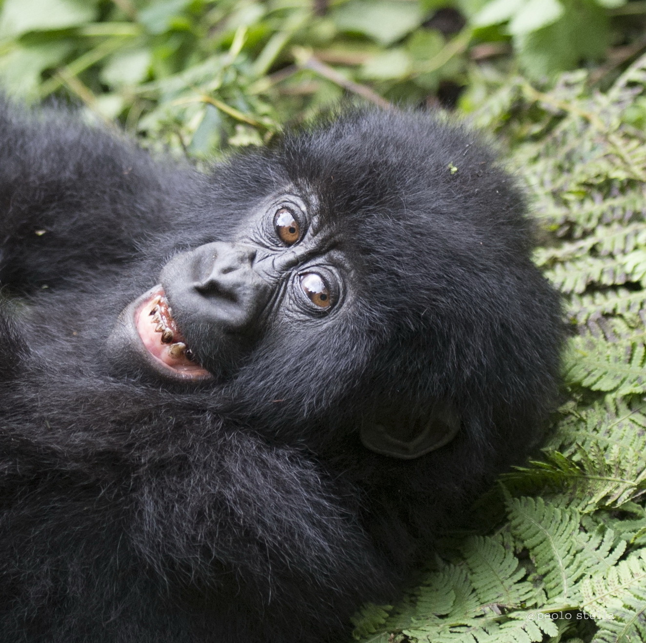 one of the Hirwa twin