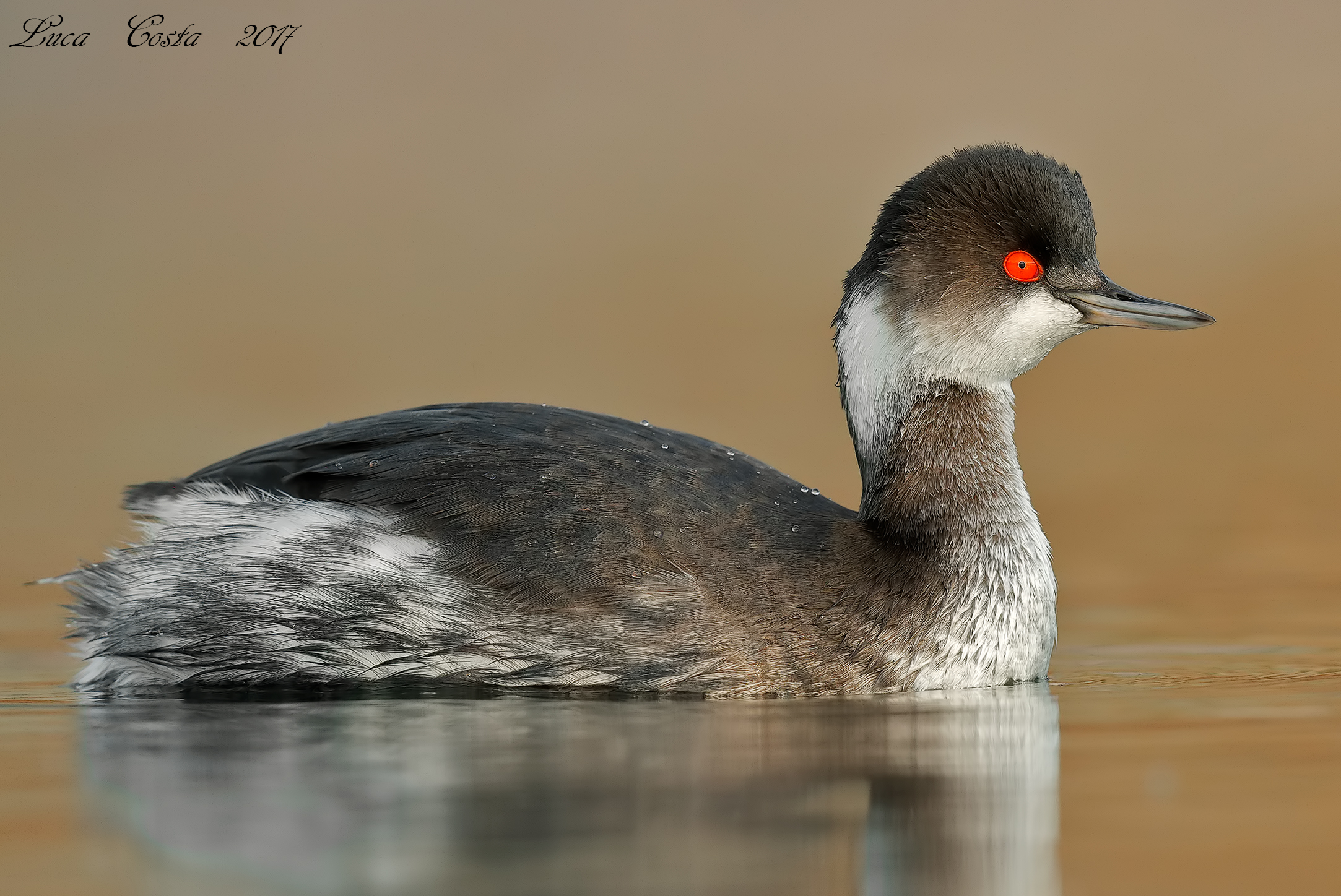 A tu x tu with the Grebe Piccolo.