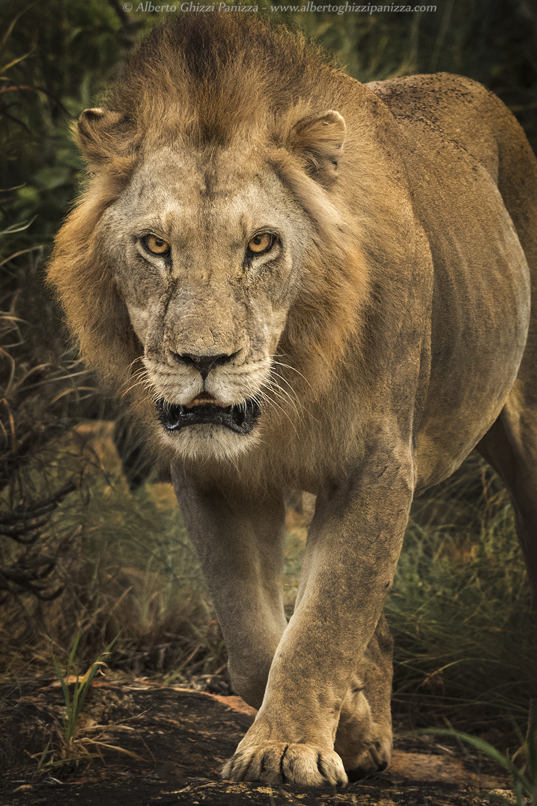 Puoi ancora respirare quando il re ti sta puntando?