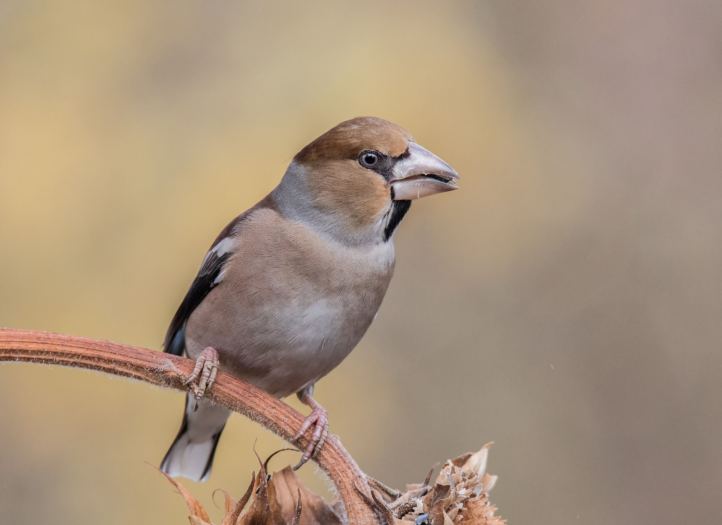 Grosbeak