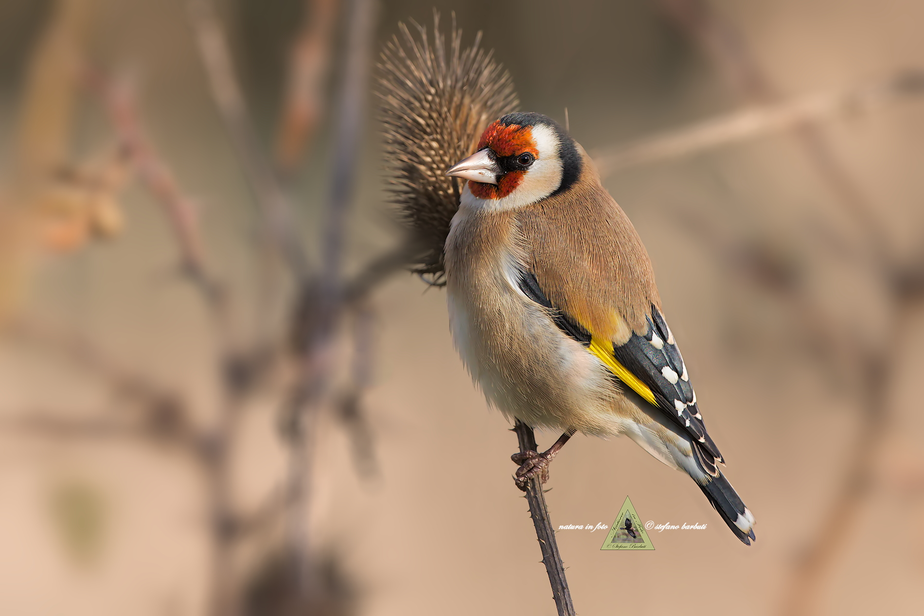 Goldfinch