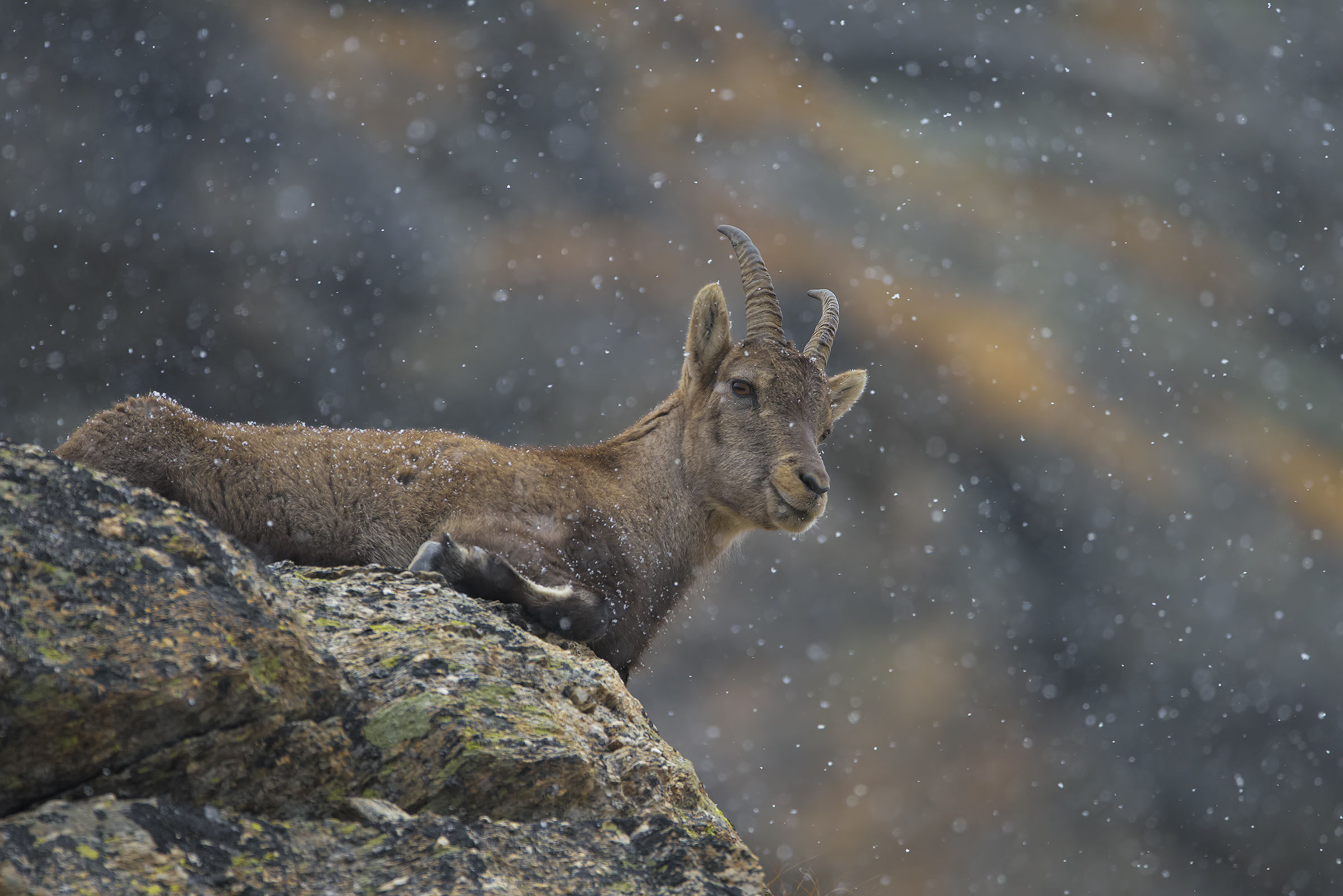 La Signora delle Alpi