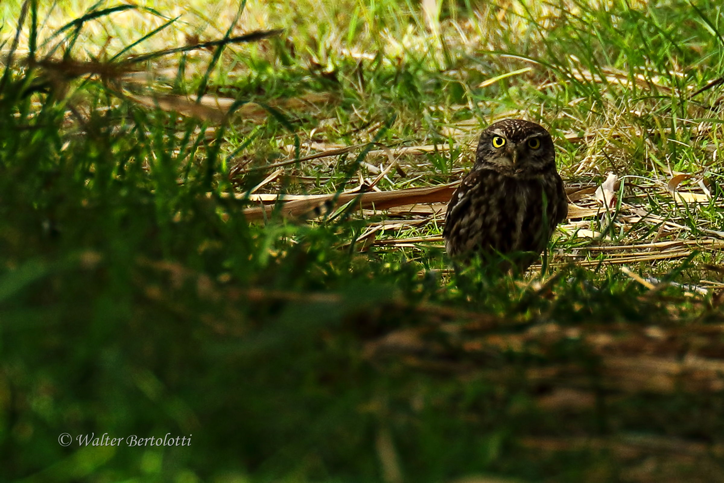 the owl ... suddenly