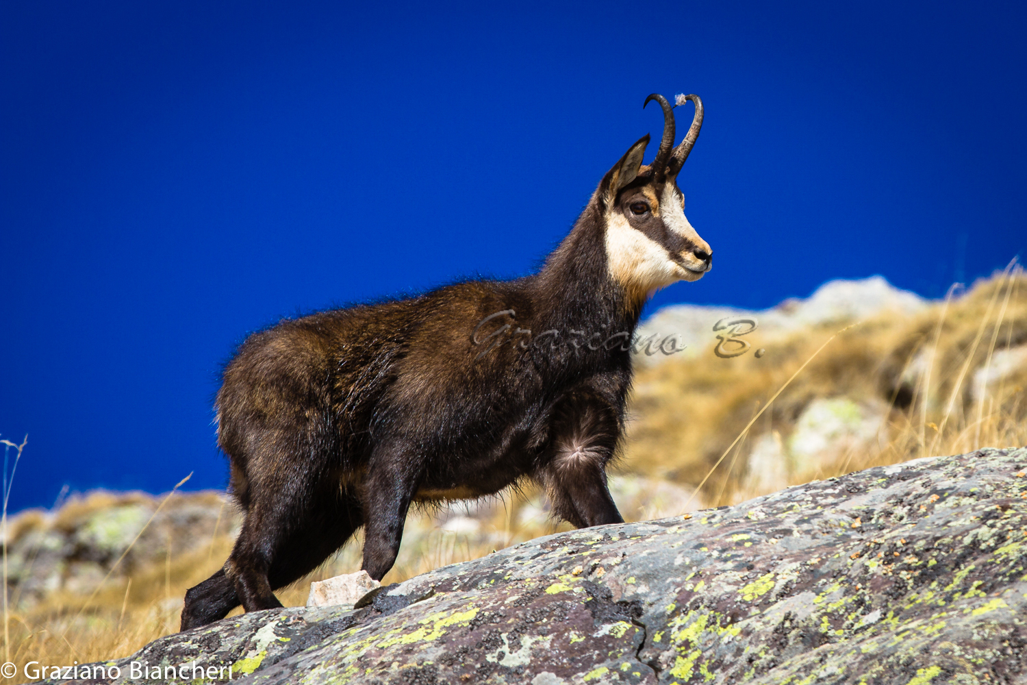 Chamois